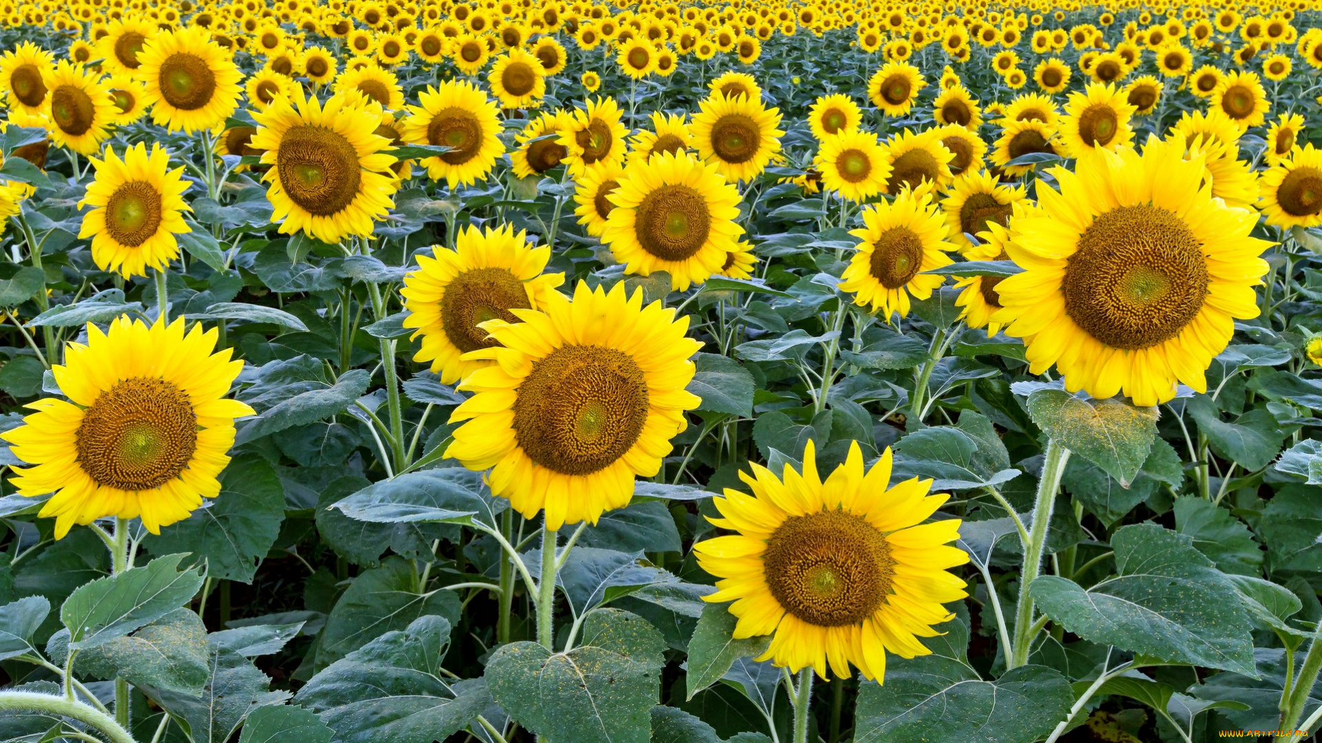 цветы, подсолнухи, поле