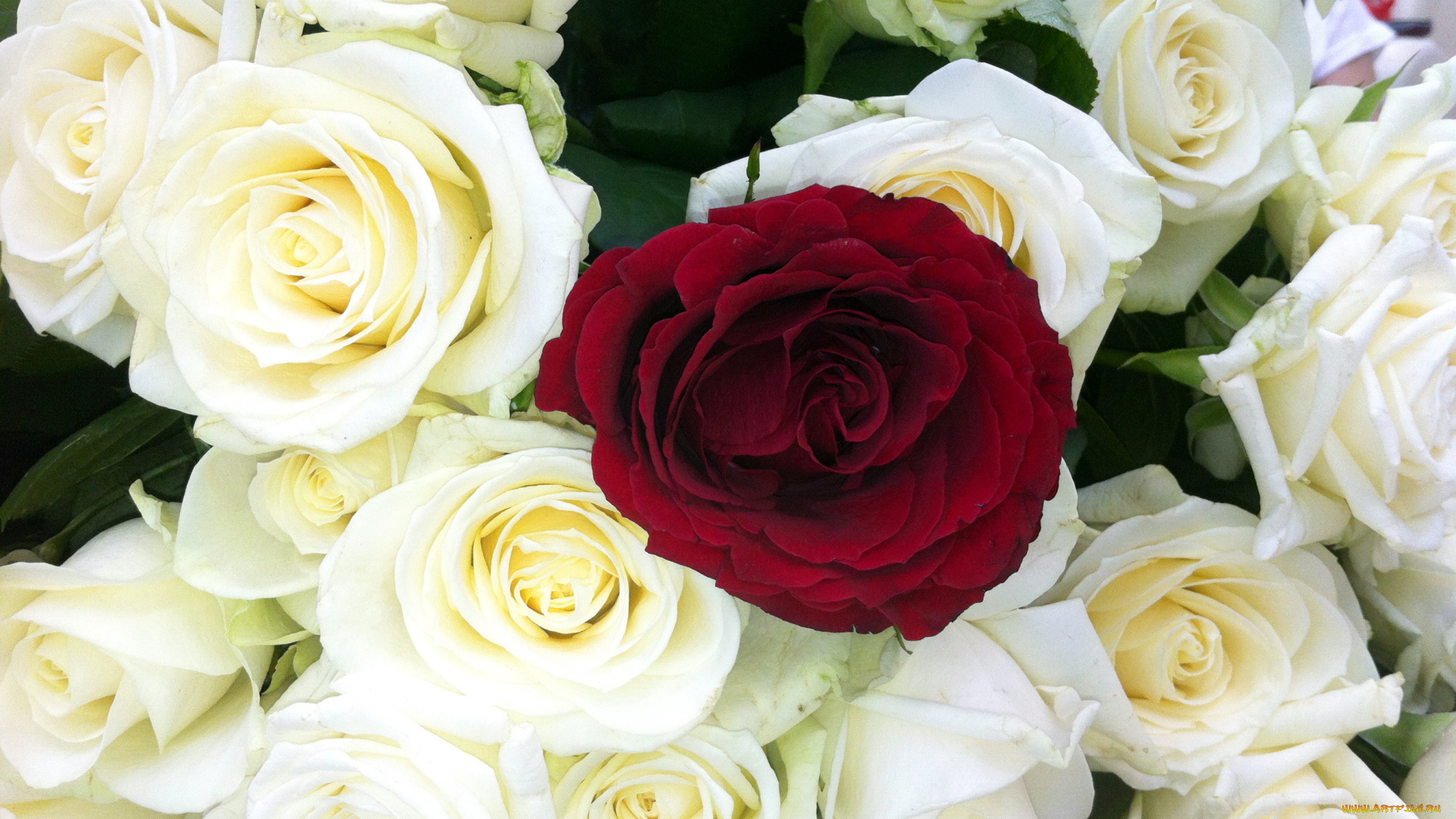 цветы, розы, белый, бордо