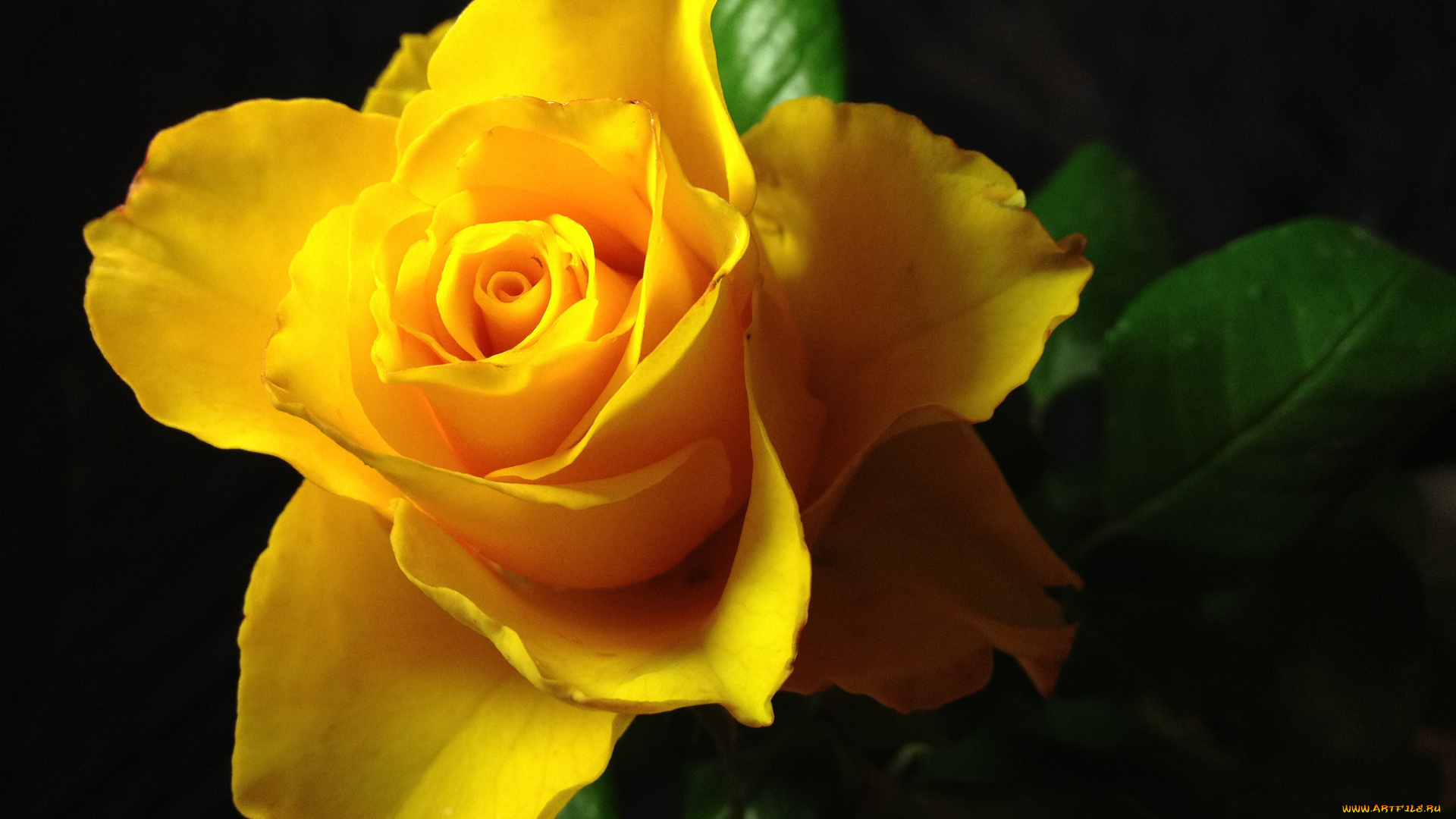 цветы, розы, бутон, роза, лепестки