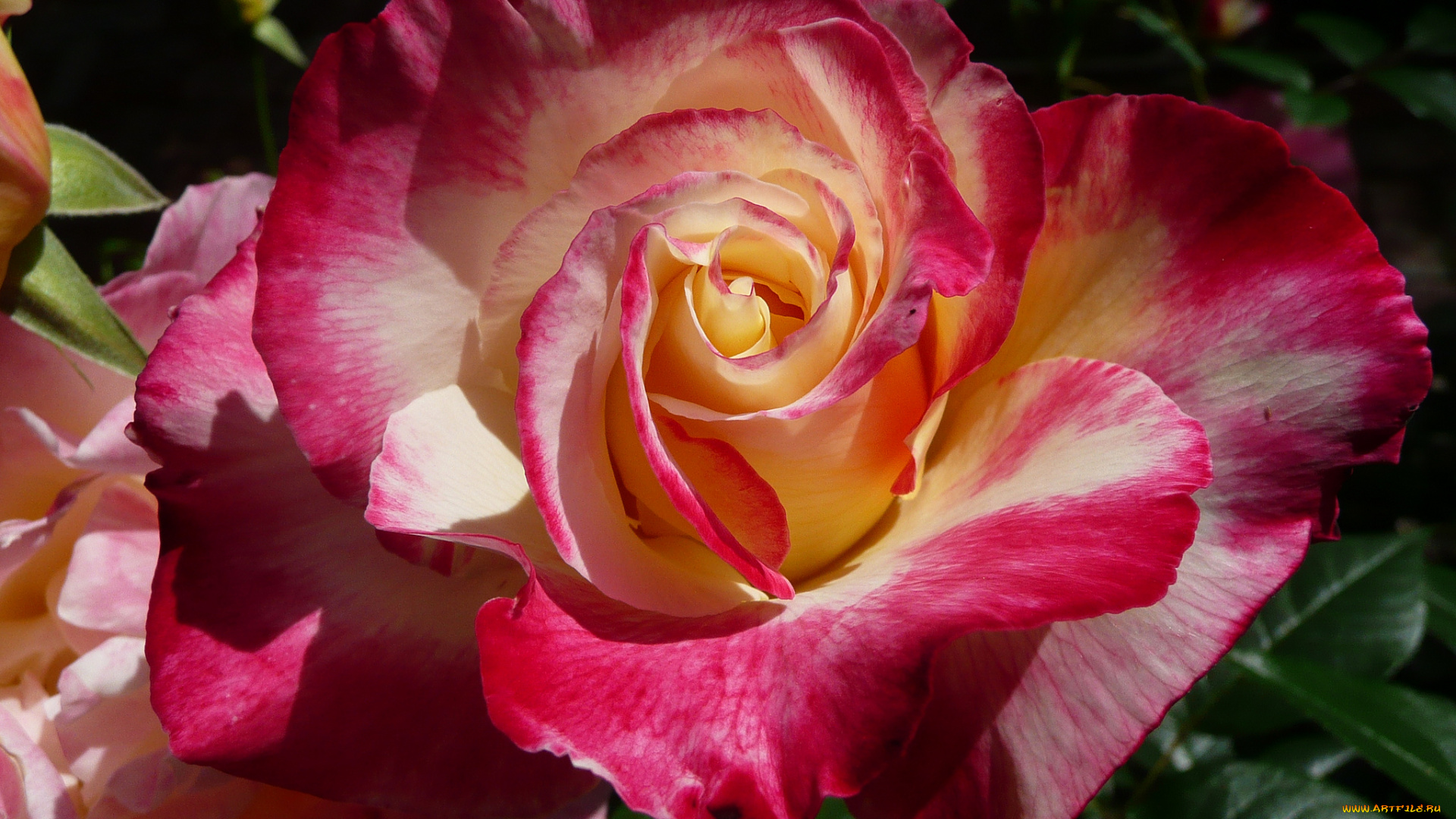 цветы, розы, лепестки, роза, бутон