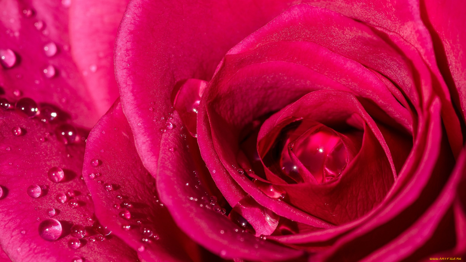 цветы, розы, макро