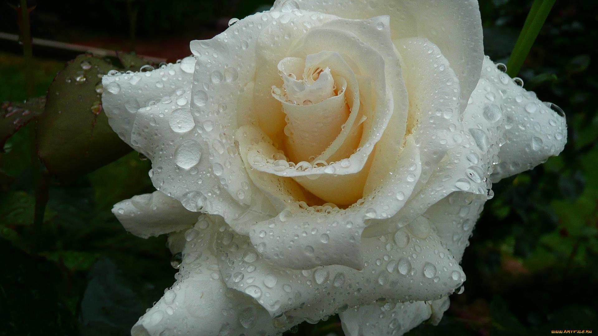 цветы, розы, роза, бутон, лепестки