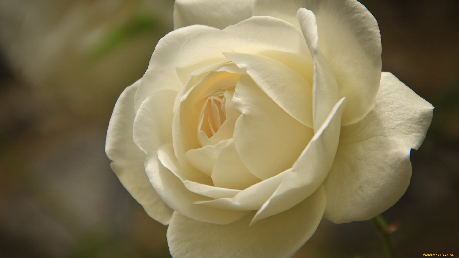 цветы, розы, роза, бутон, лепестки