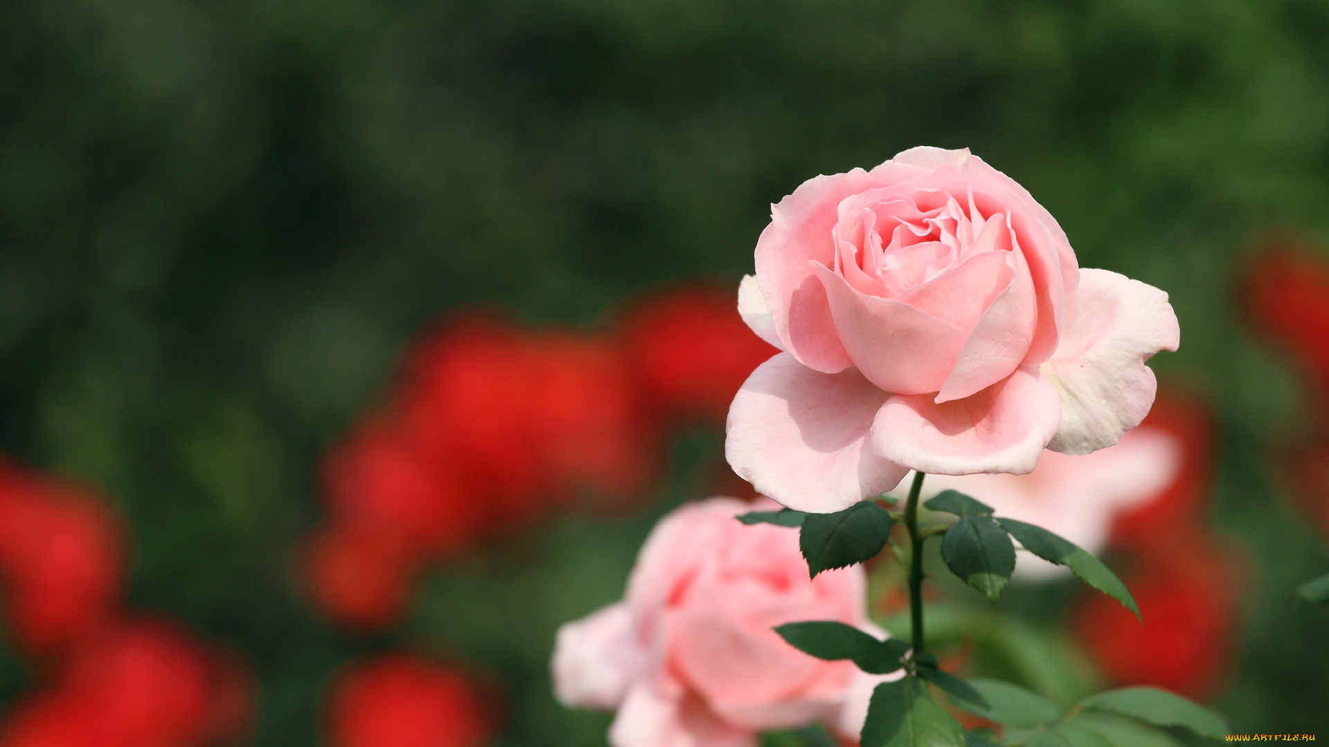 цветы, розы, розовый