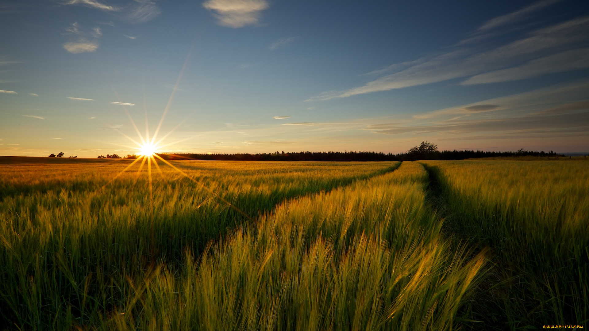 природа, восходы, закаты, солнце, колосья, посевы, поле