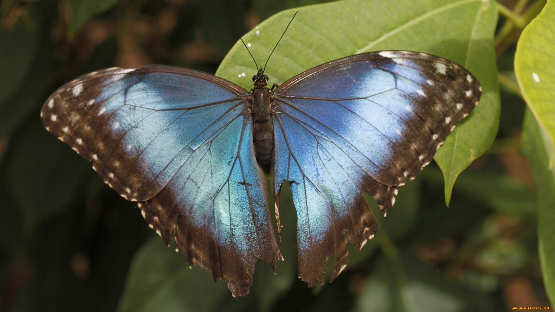 животные, бабочки, бабочка, листья