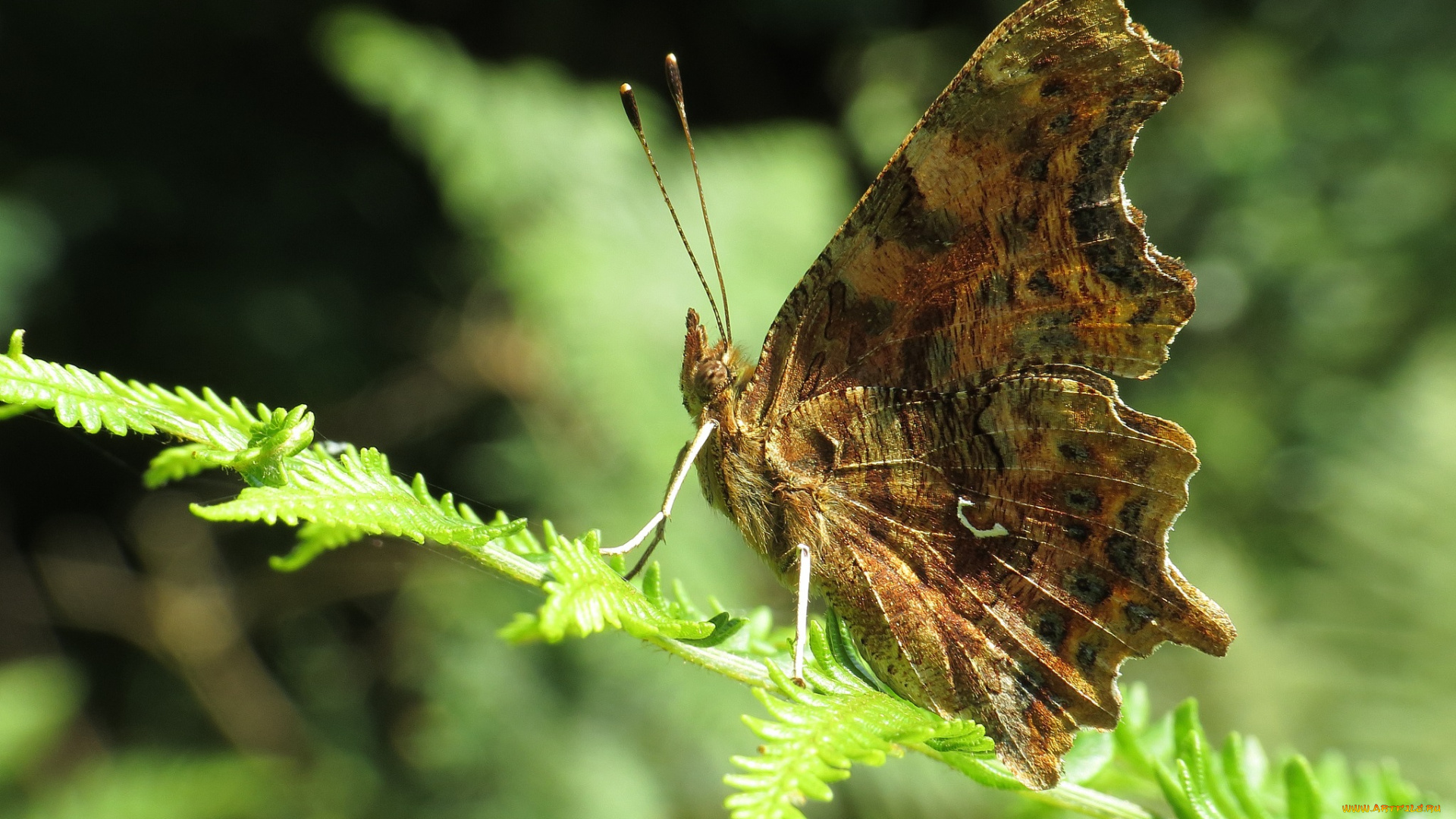 животные, бабочки, бабочка, листья