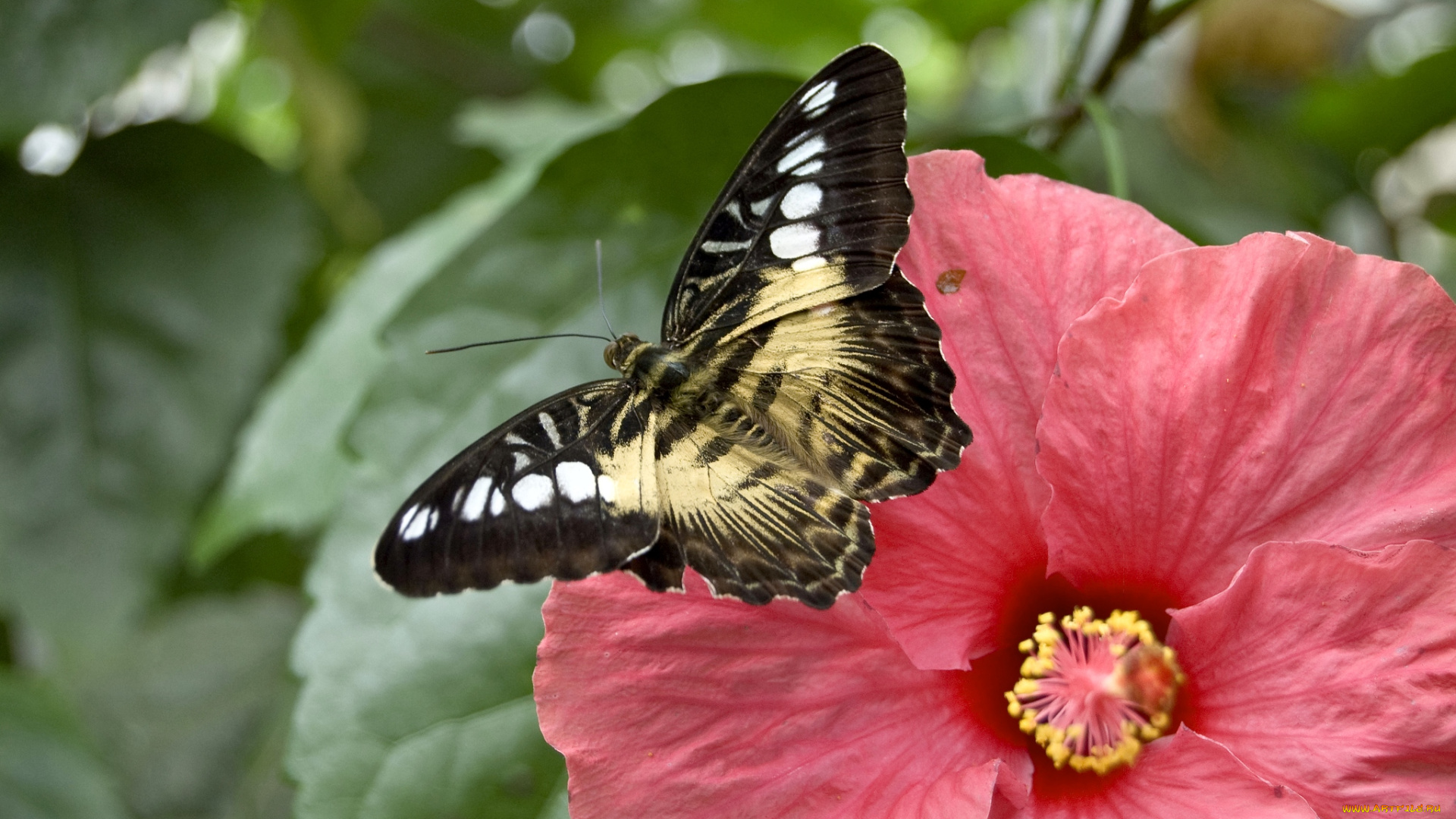 животные, бабочки, гибискус, крылья