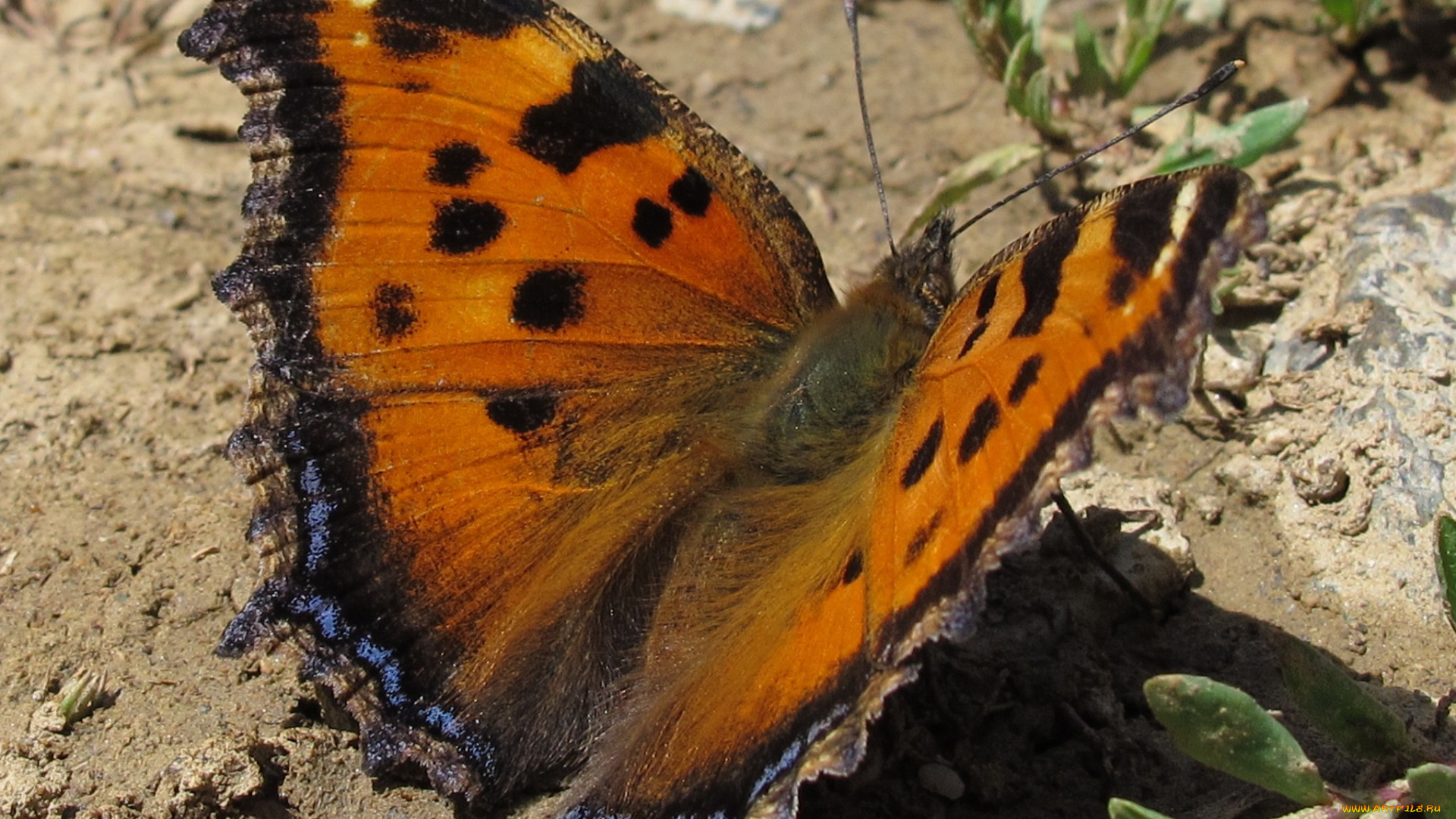животные, бабочки, грунт, бабочка