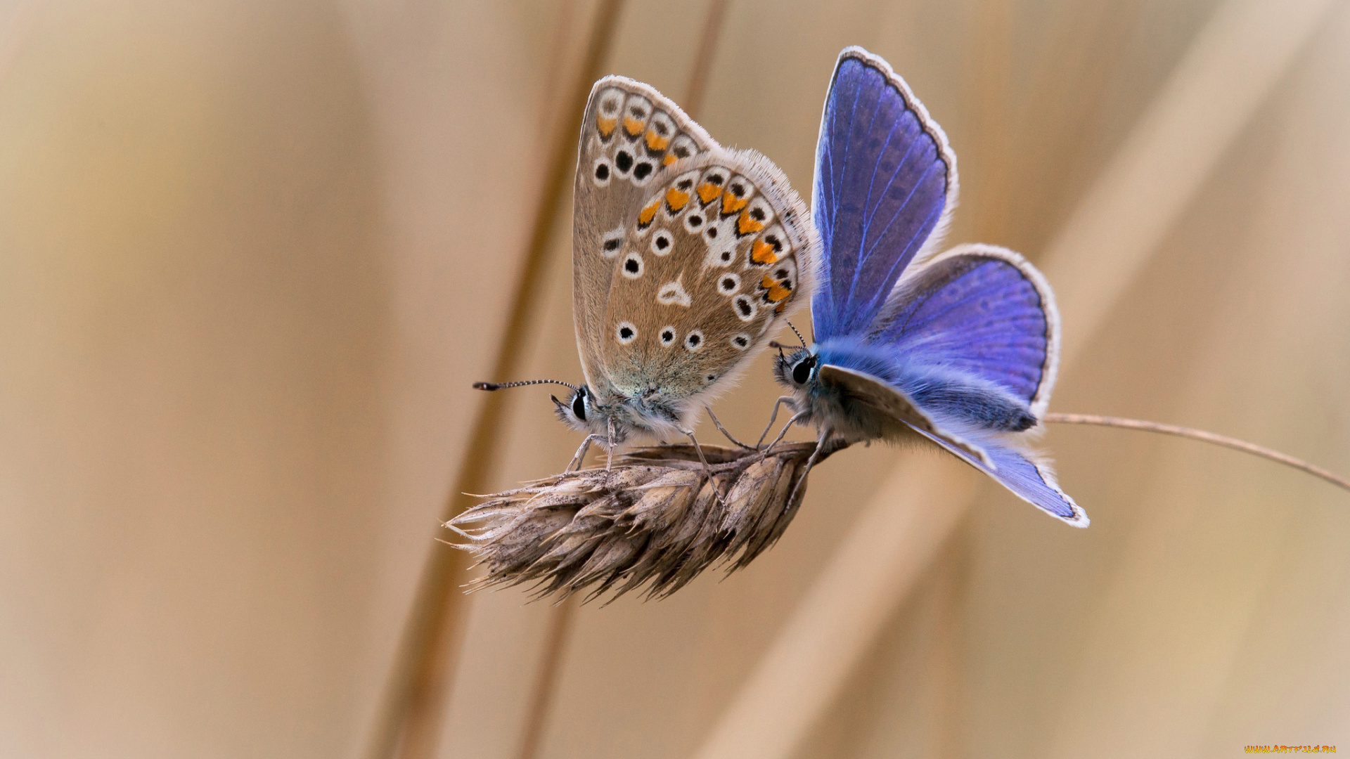 животные, бабочки, колосок, две, фон
