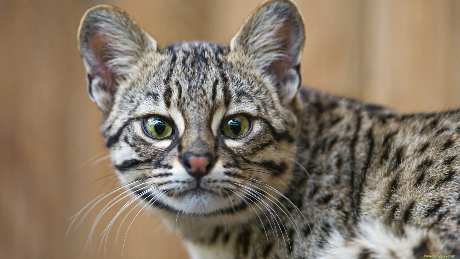 животные, дикие, кошки, кошка, жоффруа