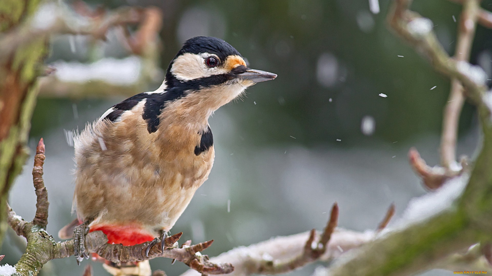 животные, дятлы, дятел