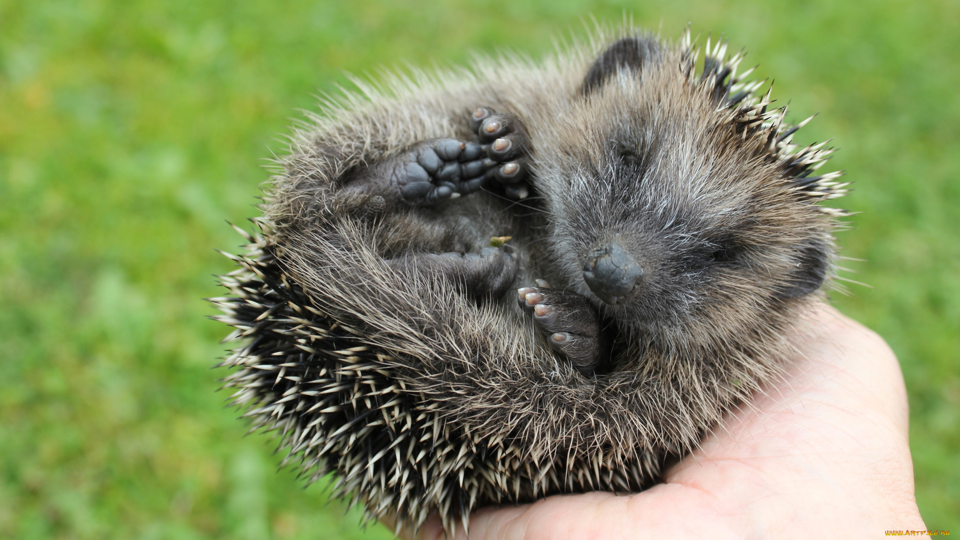 животные, ежи, колючки