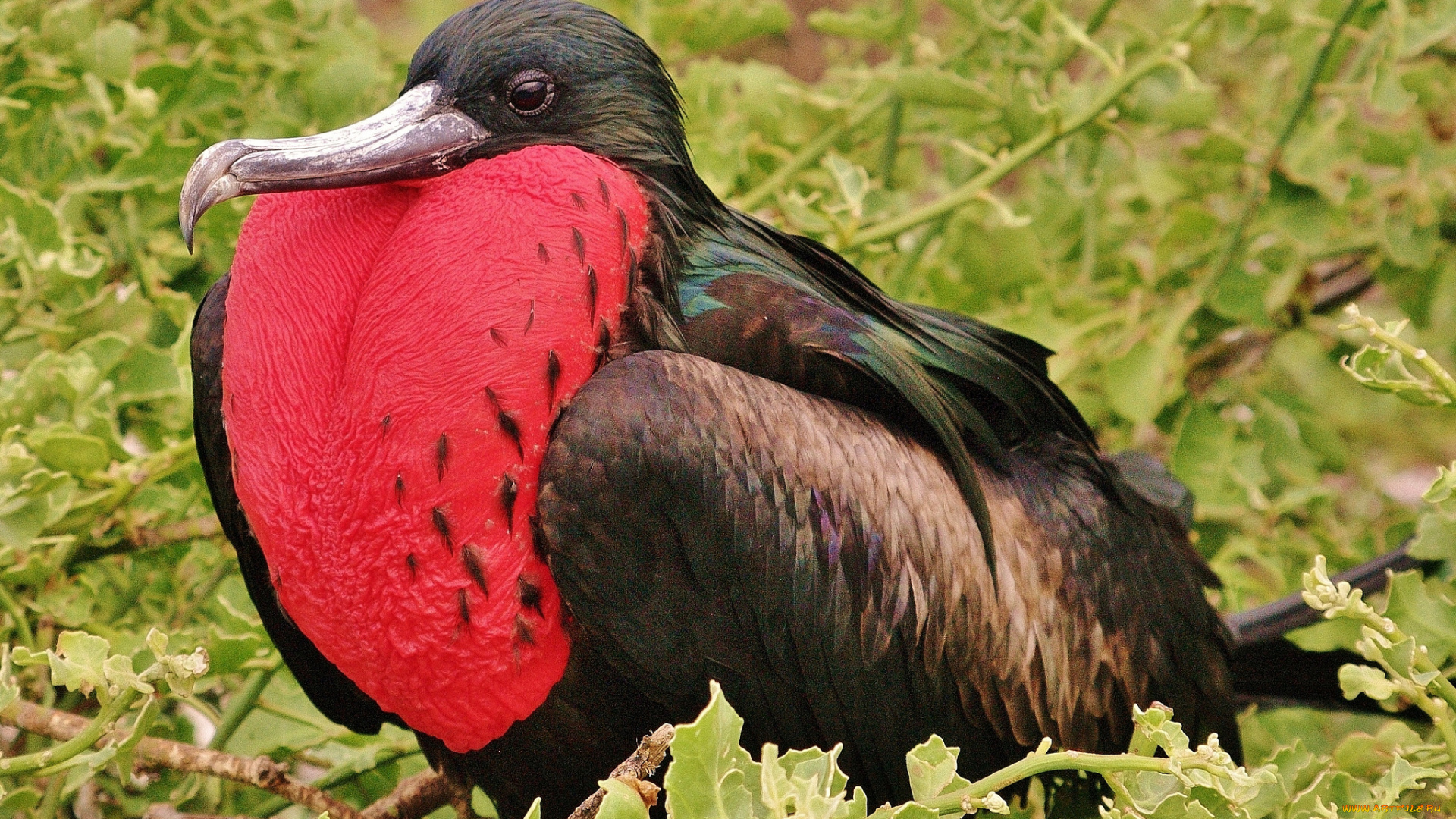 животные, фрегаты, фрегат, красный, зоб