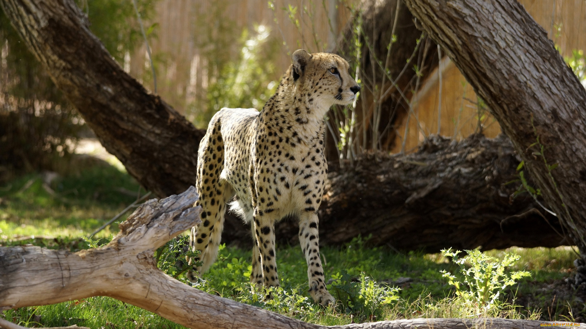 животные, гепарды, гепард