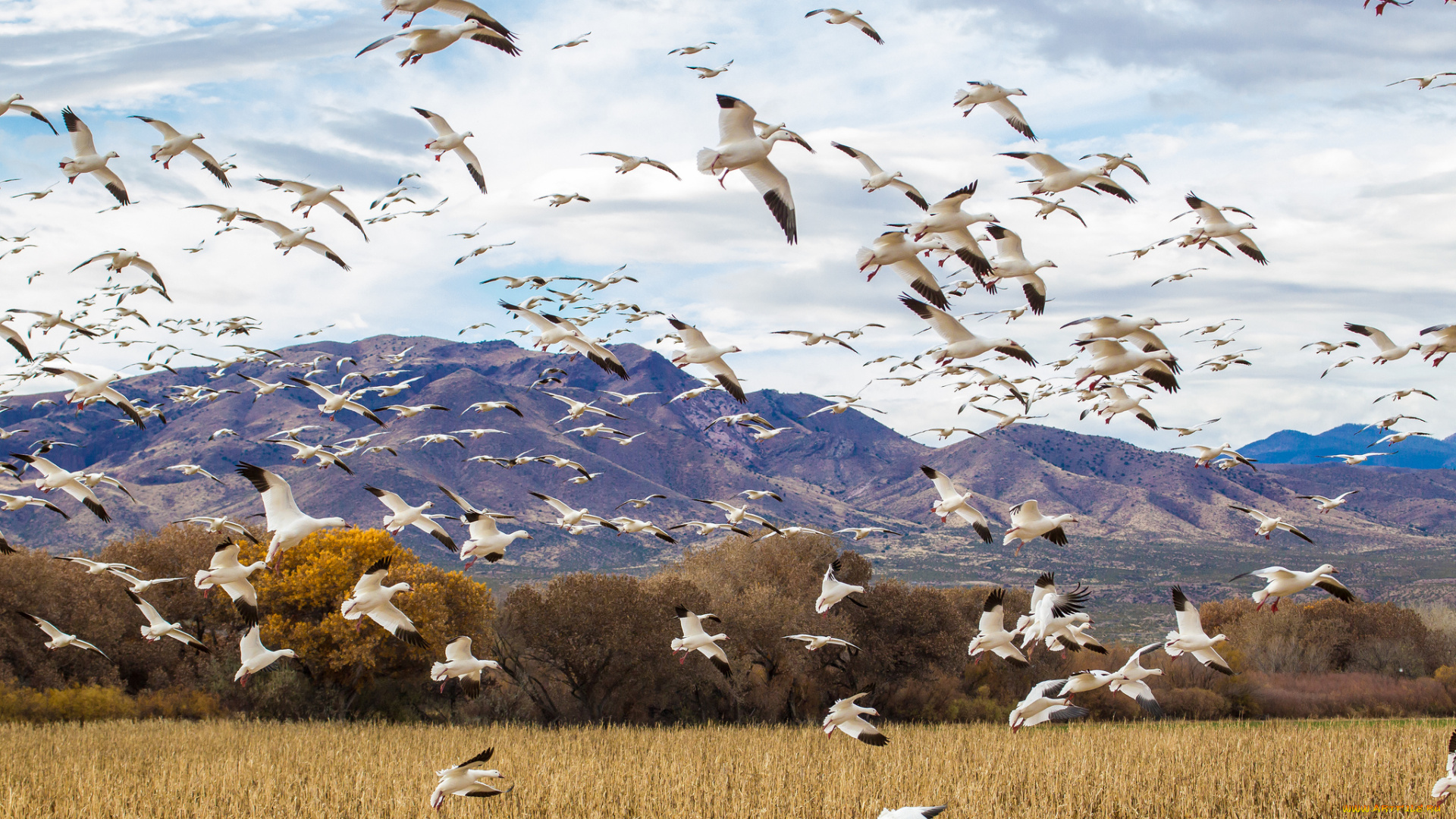 животные, гуси, полет, стая