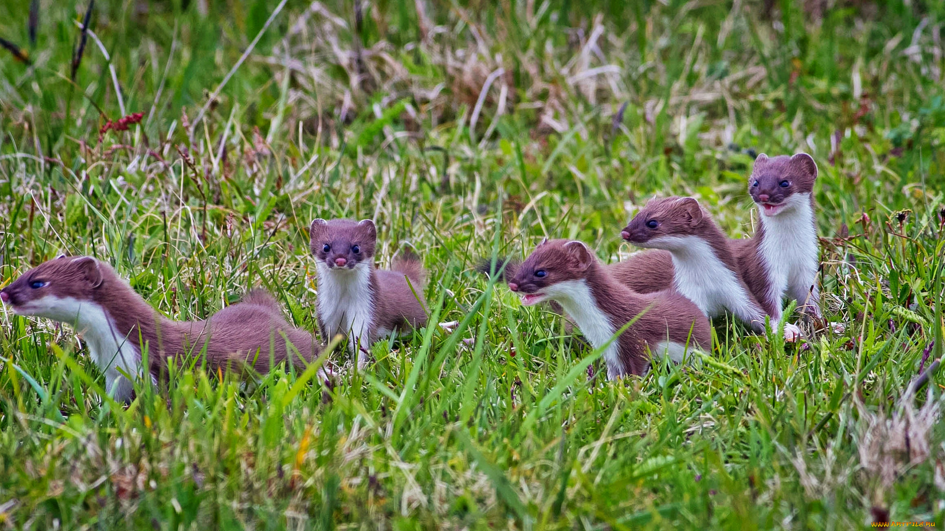 животные, хорьки, ласки, соболи, горностаи, куницы, трава, луг, выводок