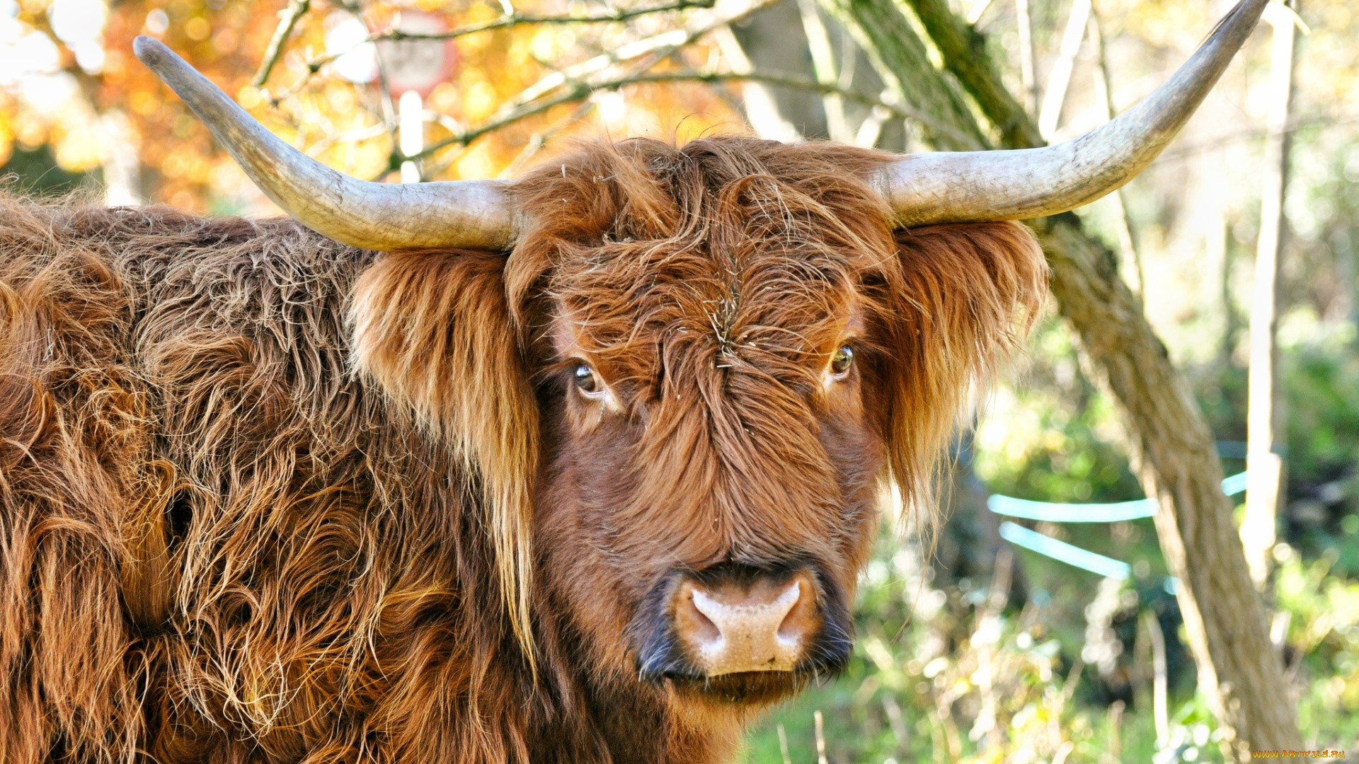 животные, коровы, буйволы, бык, рога, взгляд