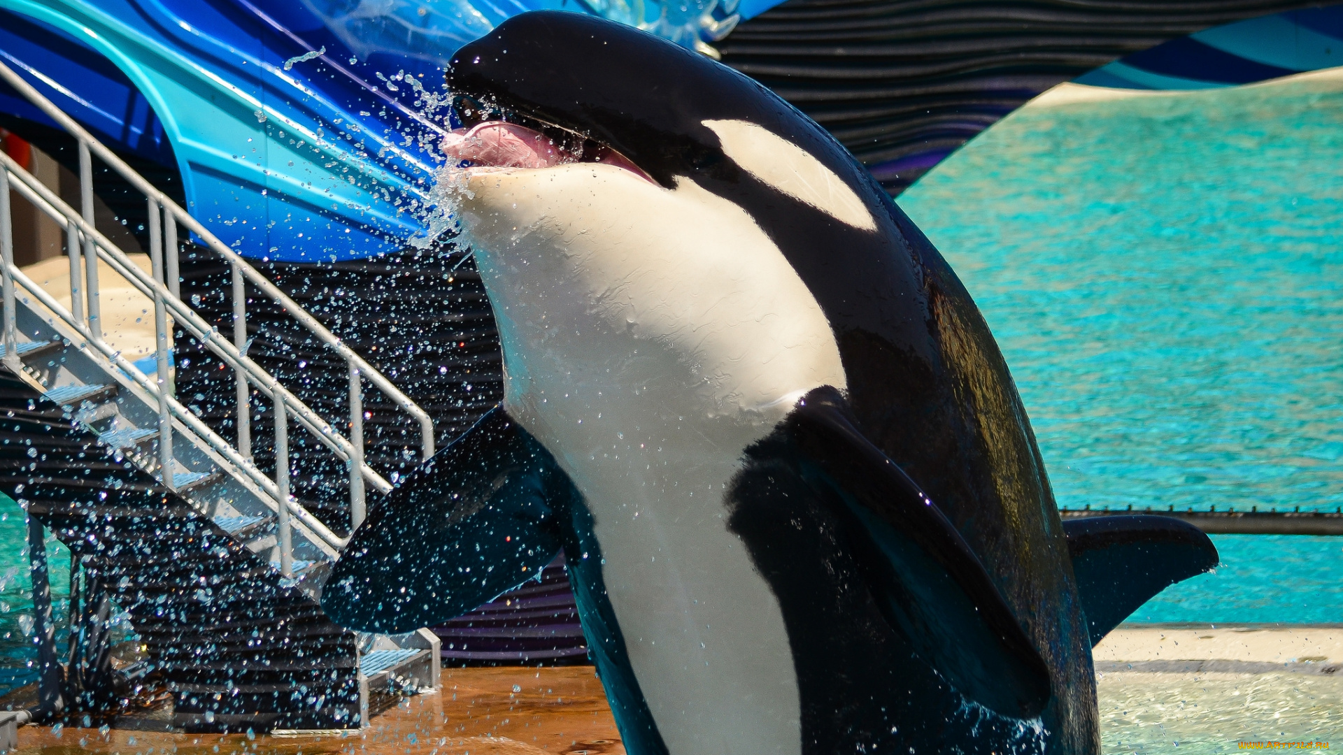 животные, косатки, океанариум, касатка, трюк