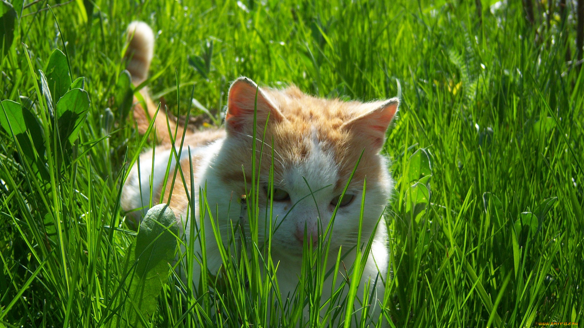 животные, коты, кот, рыжик