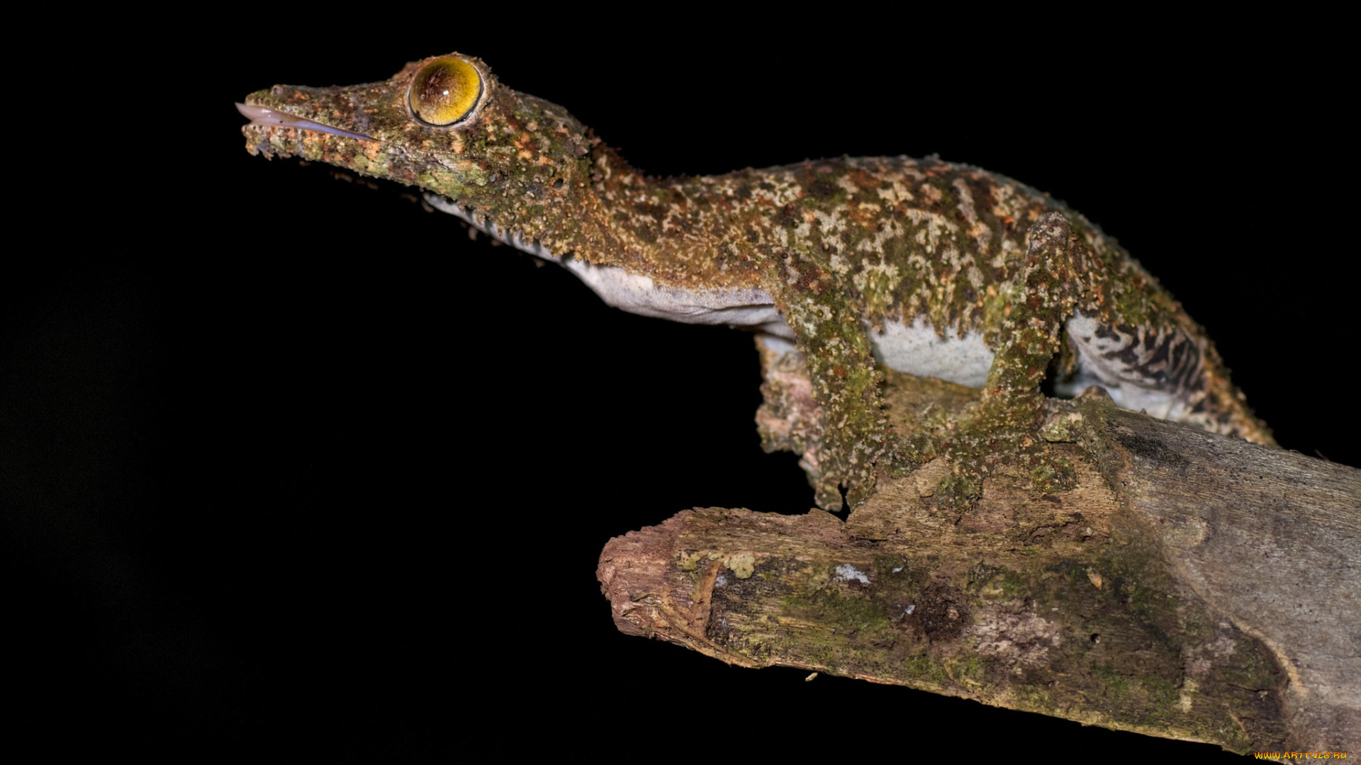 животные, крокодилы, сучок, крокодильчик