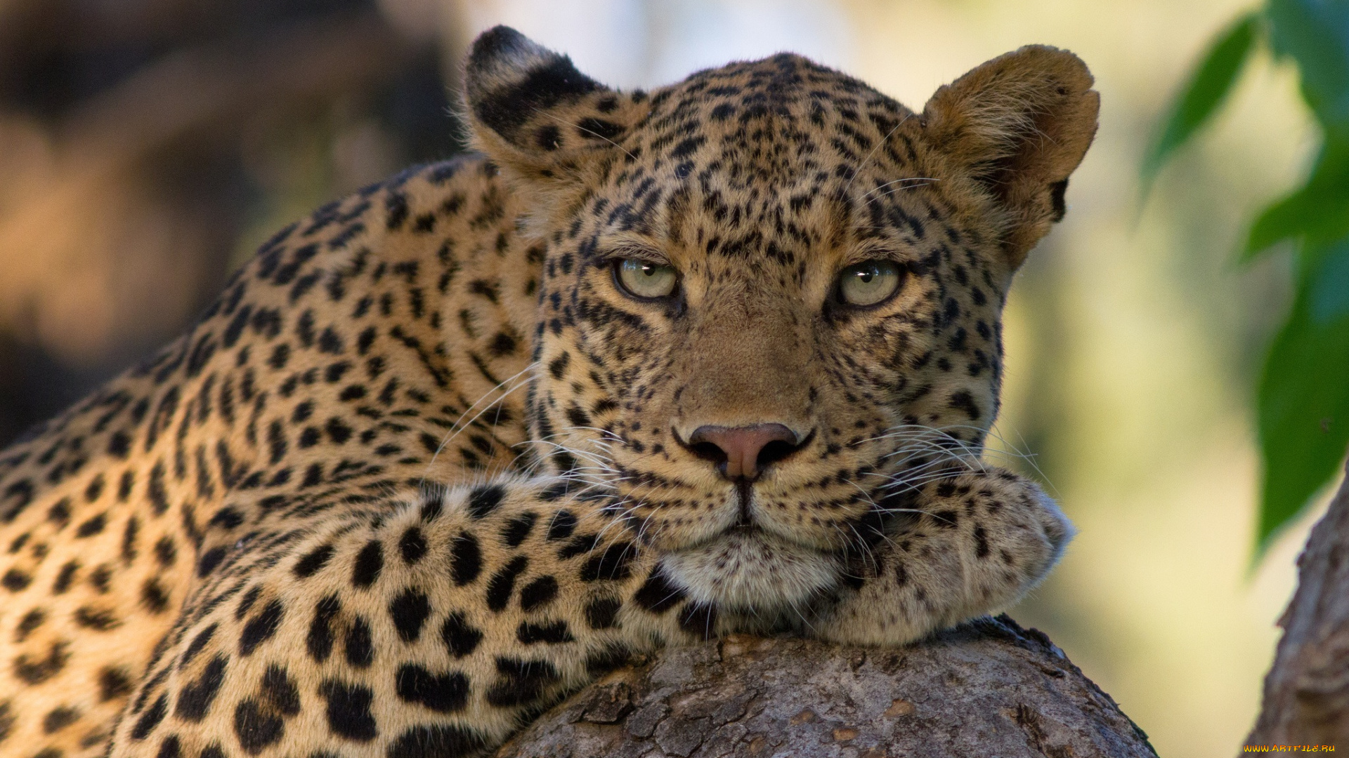 животные, леопарды, леопард, морда, отдых