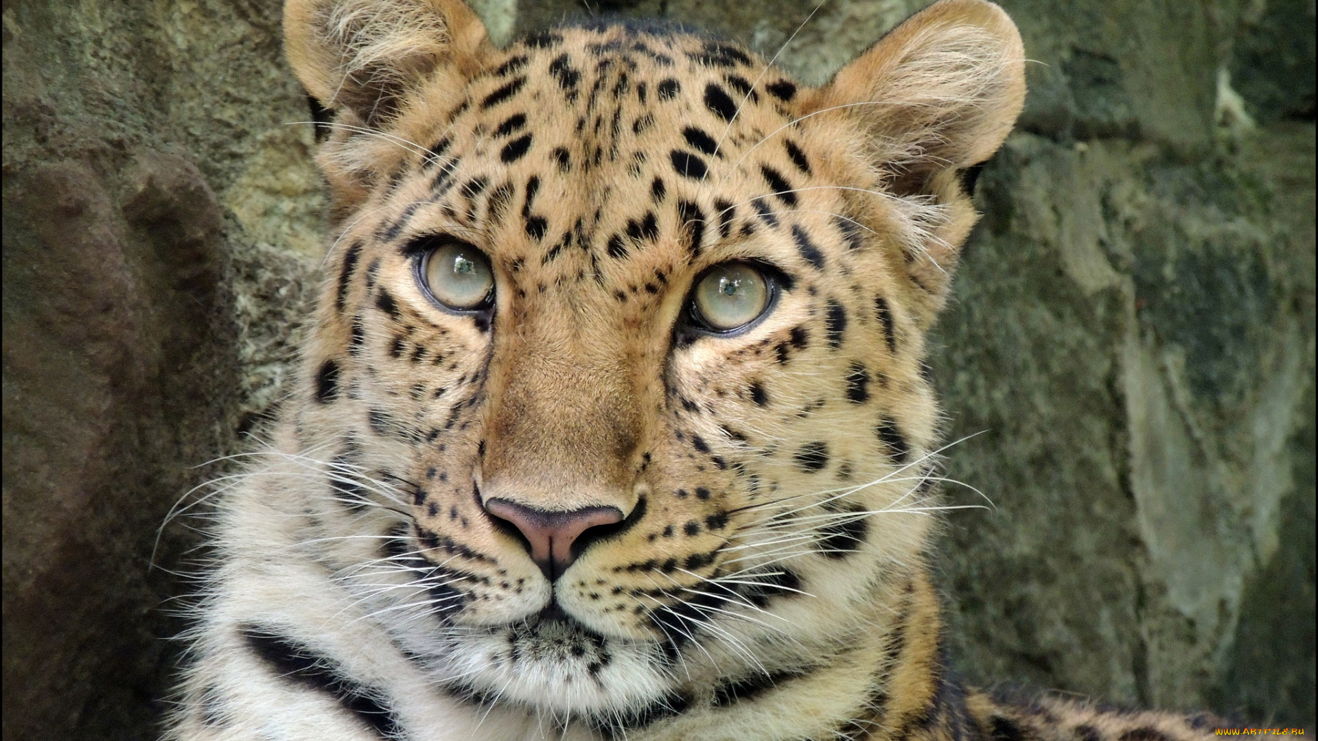 животные, леопарды, леопард, морда, взгляд