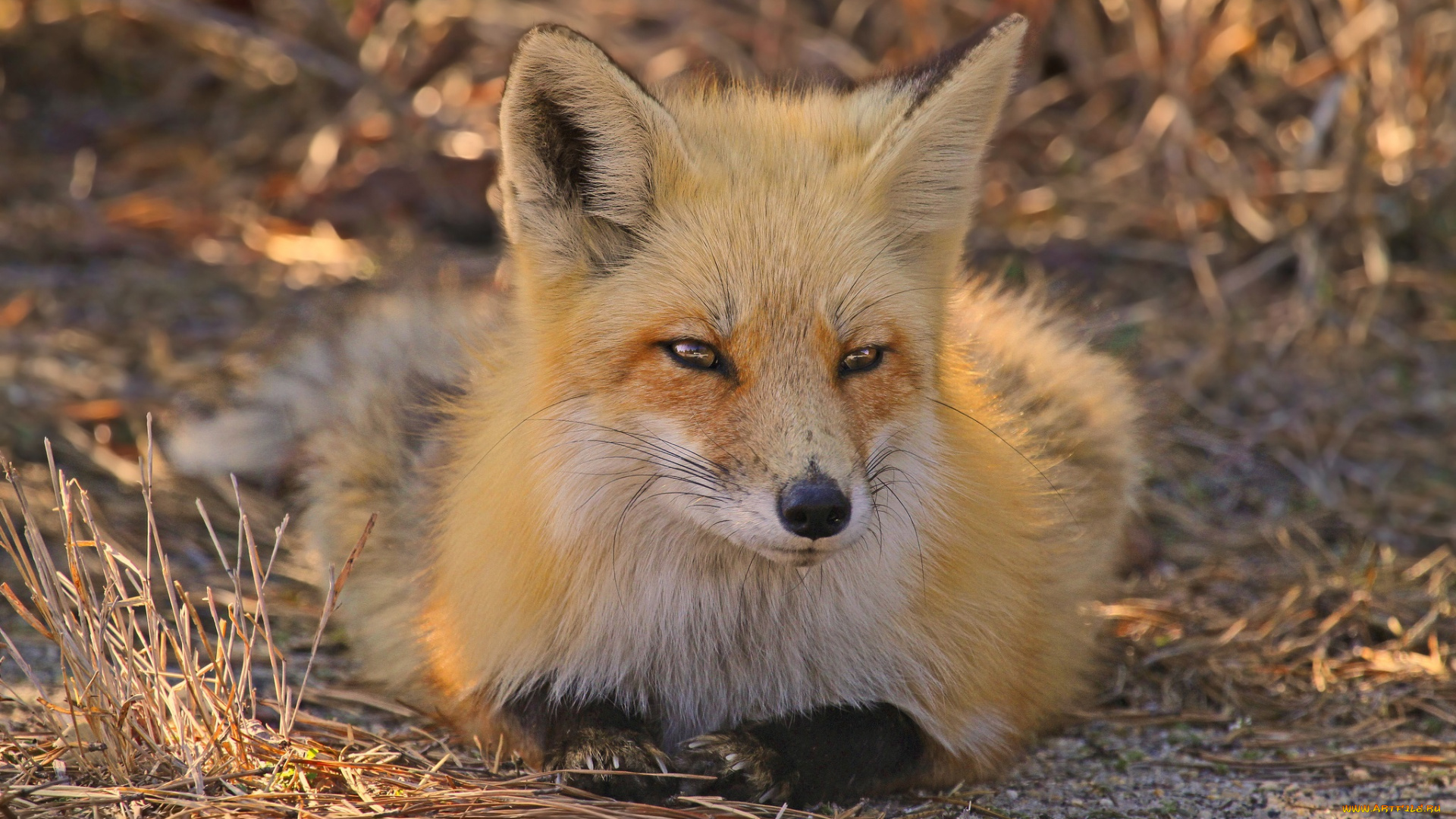 животные, лисы, трава, лиса