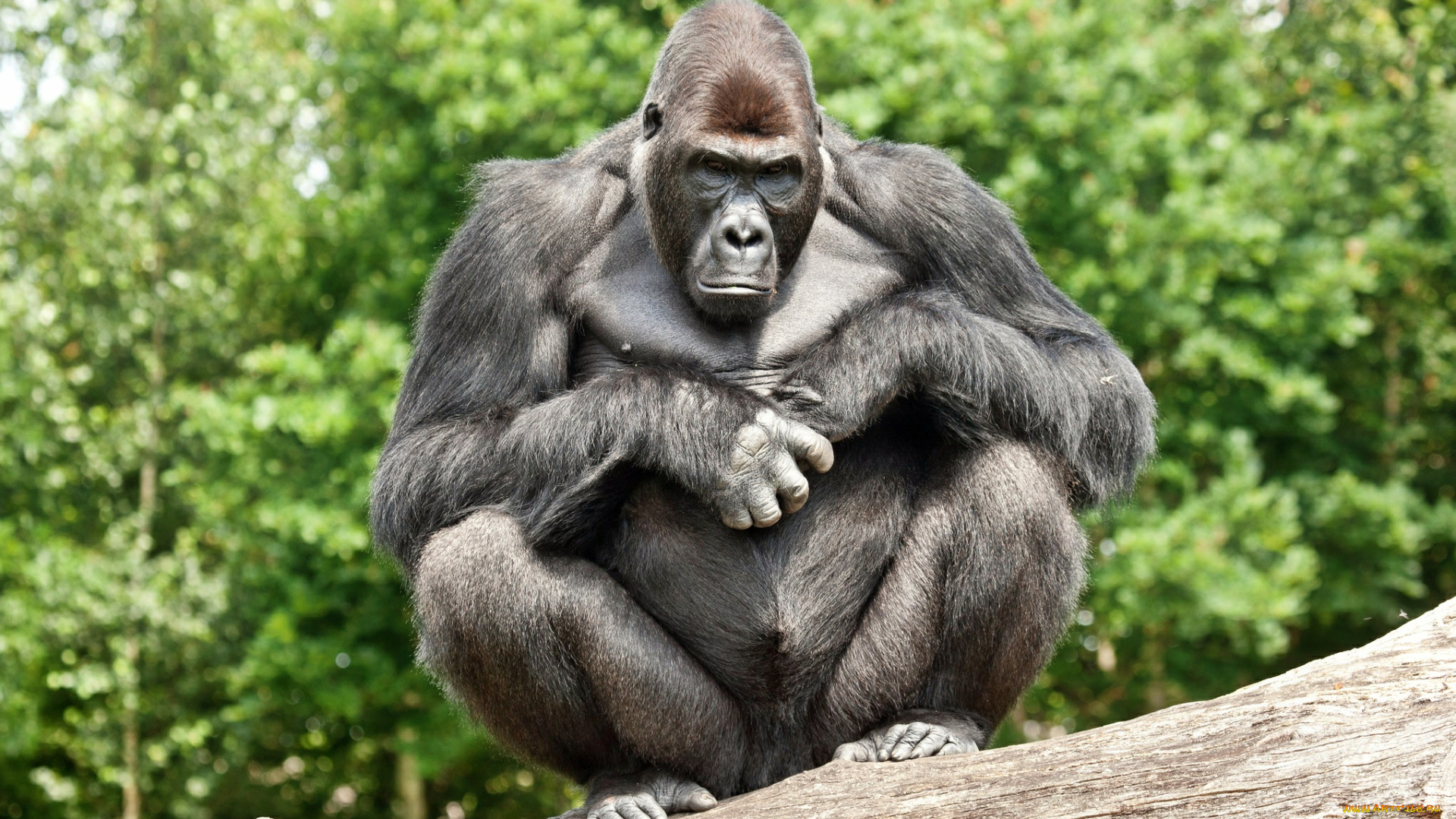 животные, обезьяны, бревно, горилла, поза, взгляд