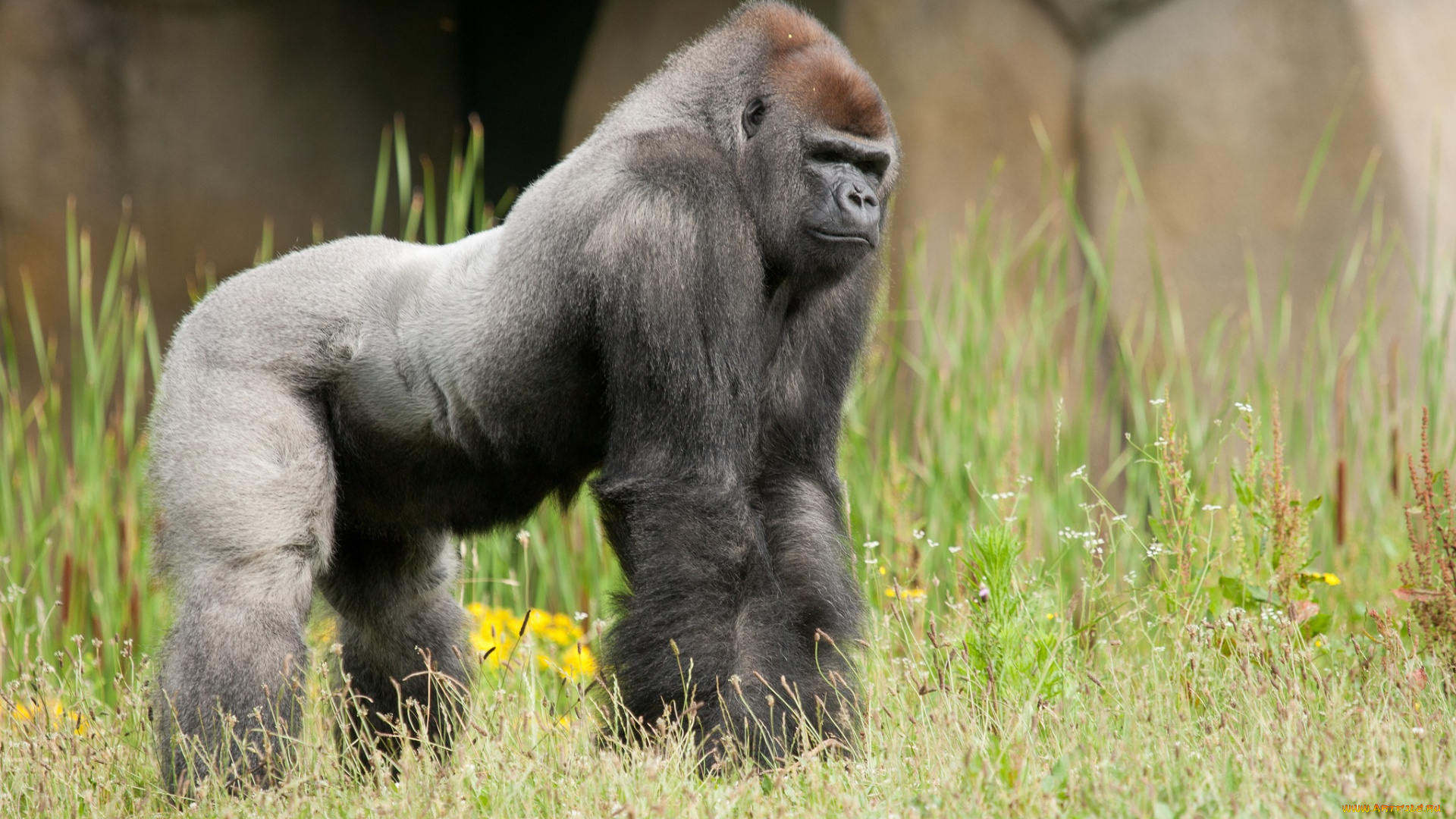 животные, обезьяны, луг, трава, горилла