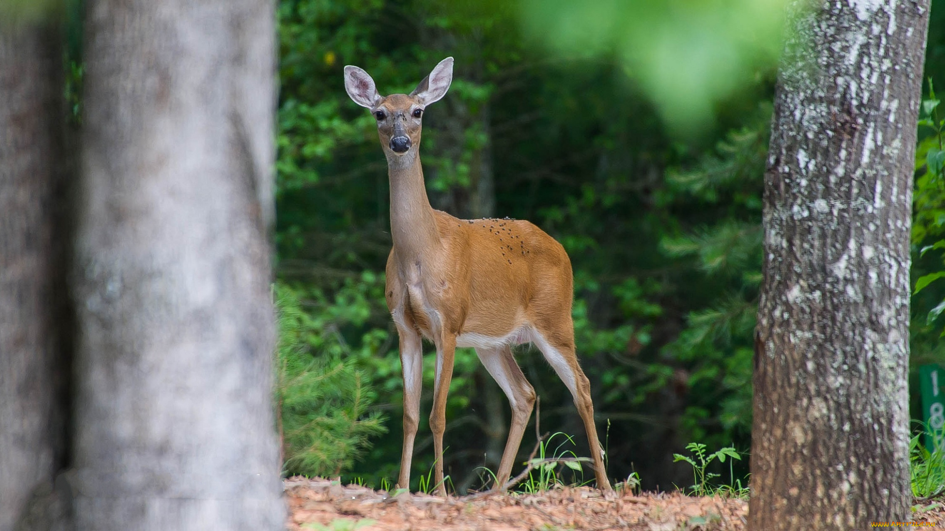 животные, олени, поляна, олениха, лес