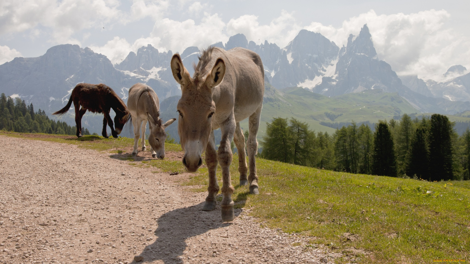 животные, ослы, дорога, ослики, горы
