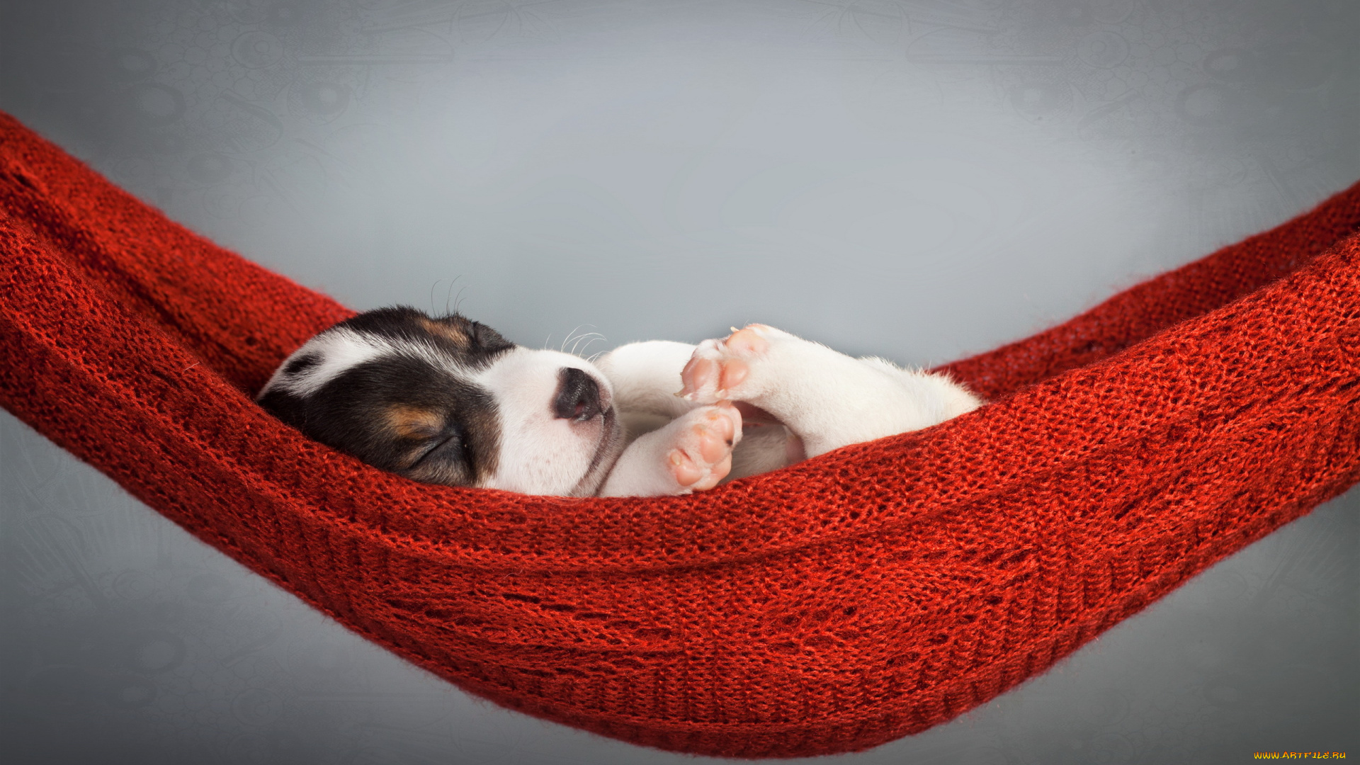 животные, собаки, щенок