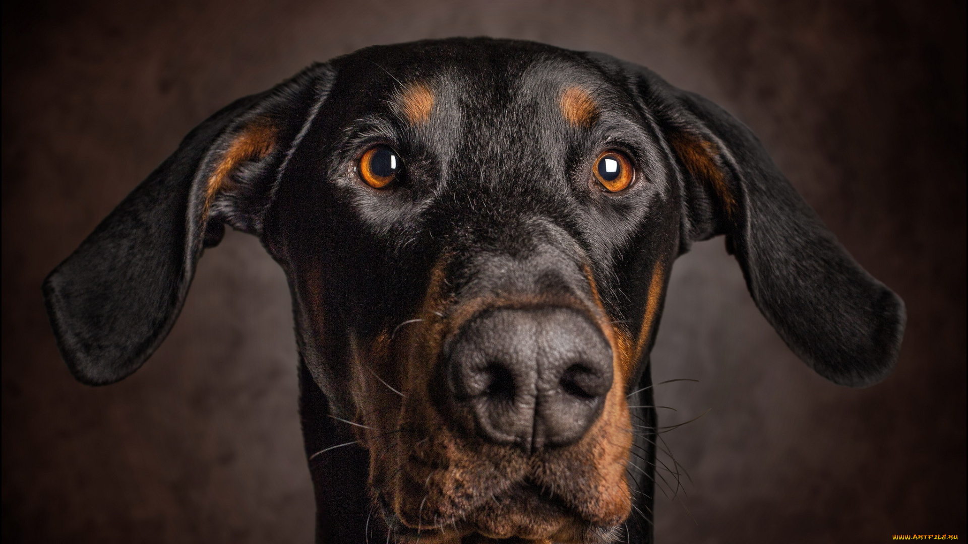 животные, собаки, уши, взгляд