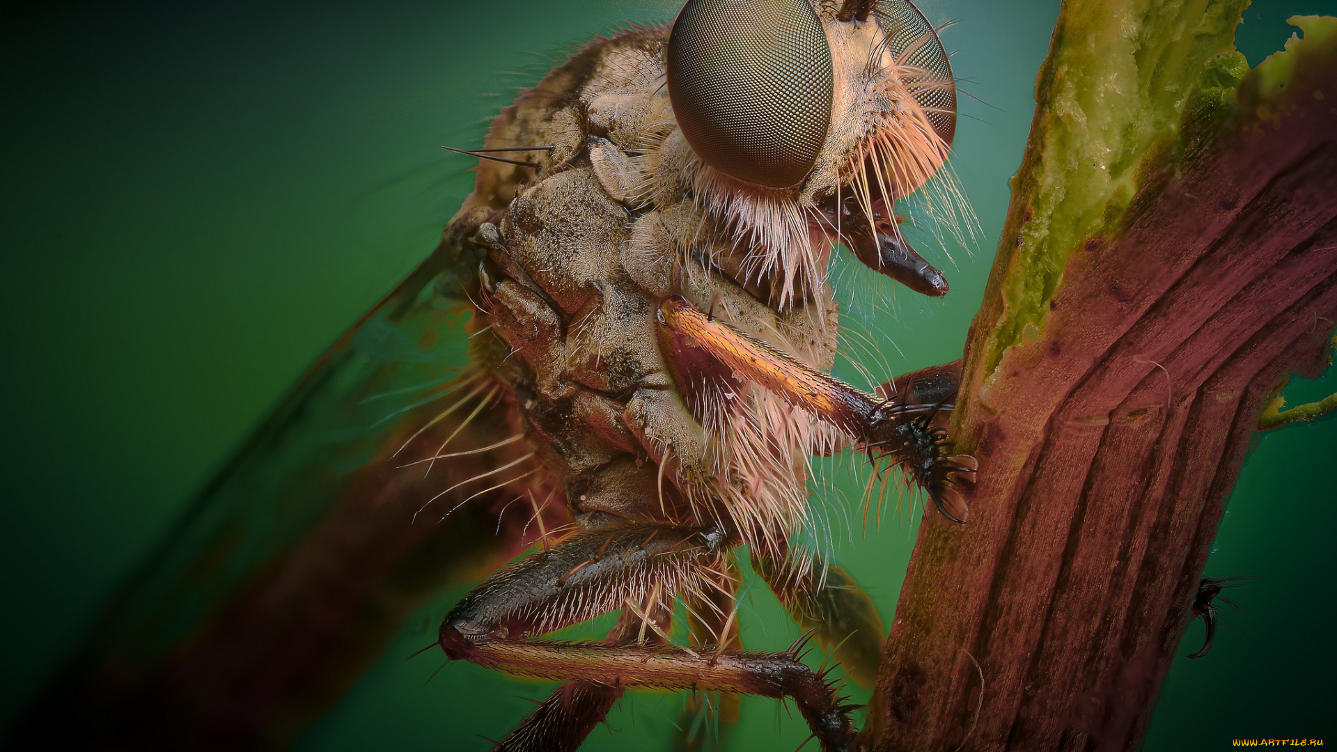 животные, стрекозы, глаза, травинка, стрекоза, фасеточные