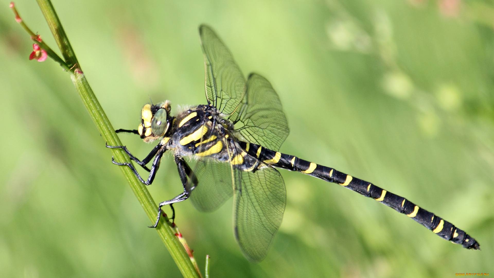 животные, стрекозы, стрекоза, травинка