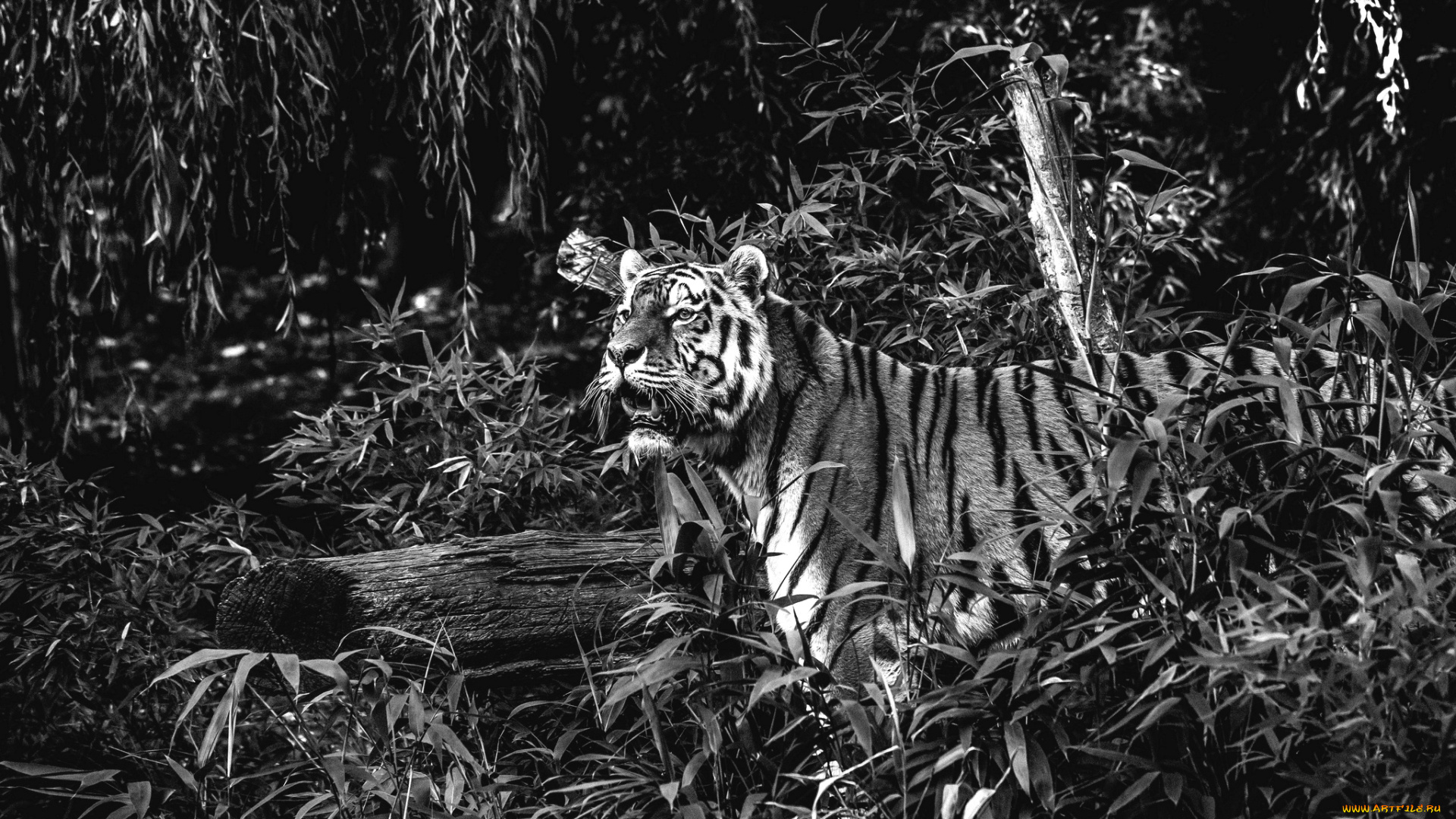 животные, тигры, хищник, заросли