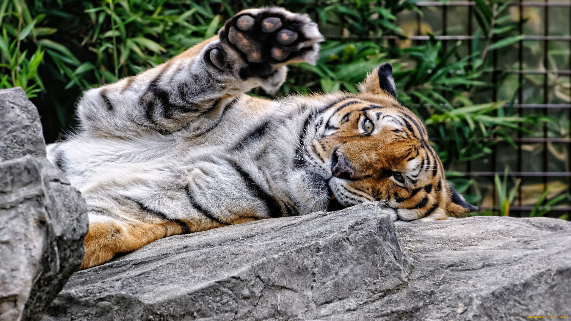 животные, тигры, тигр