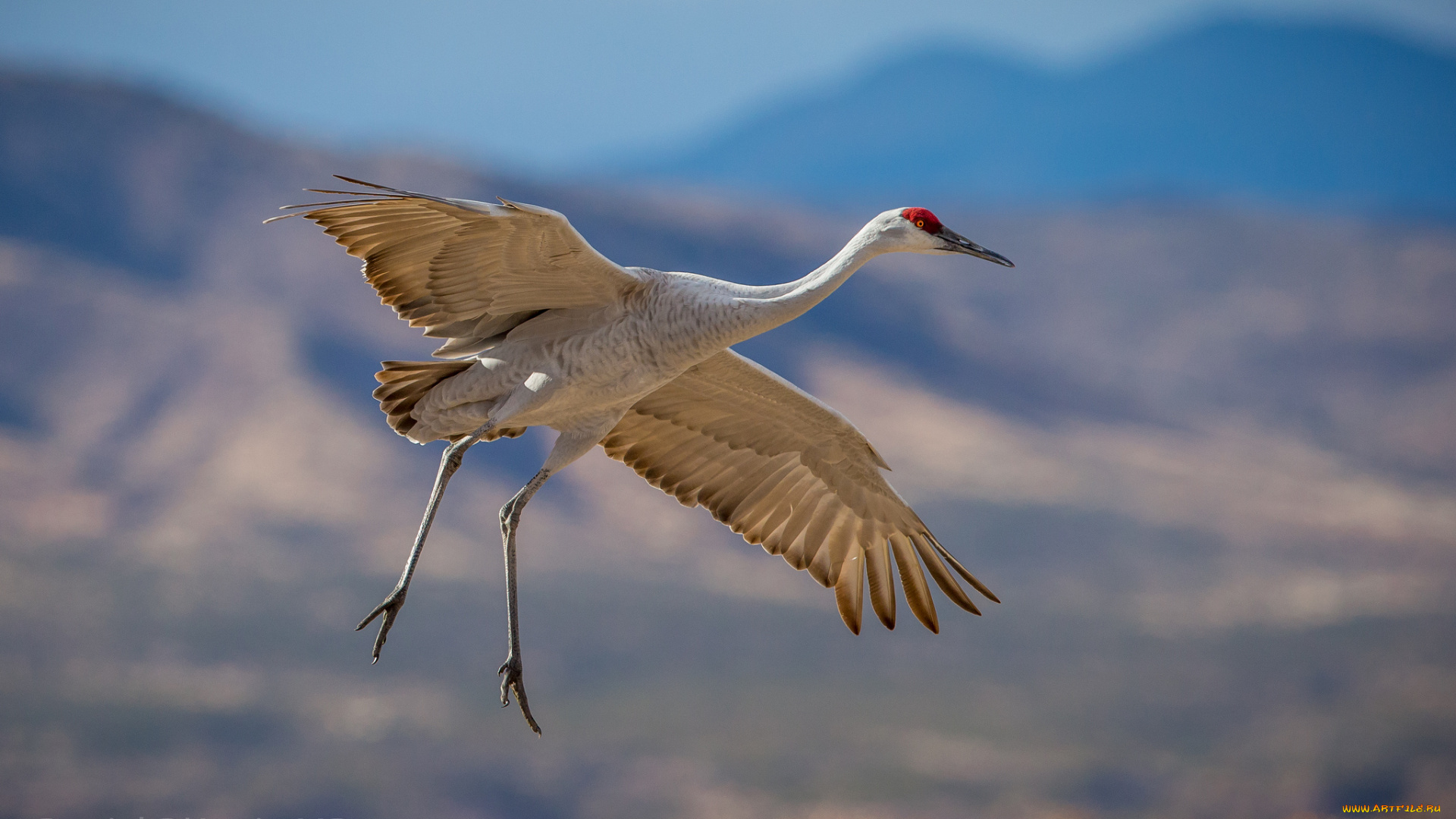 животные, журавли, полет