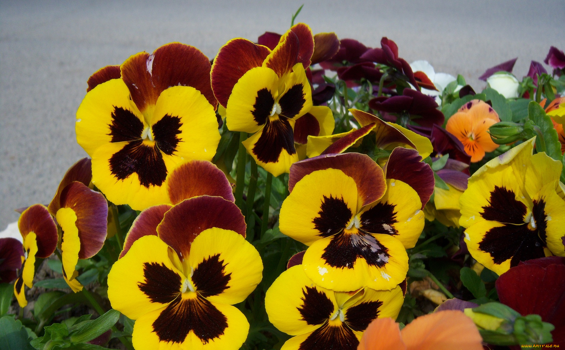 цветы, анютины, глазки, садовые, фиалки, жёлтые