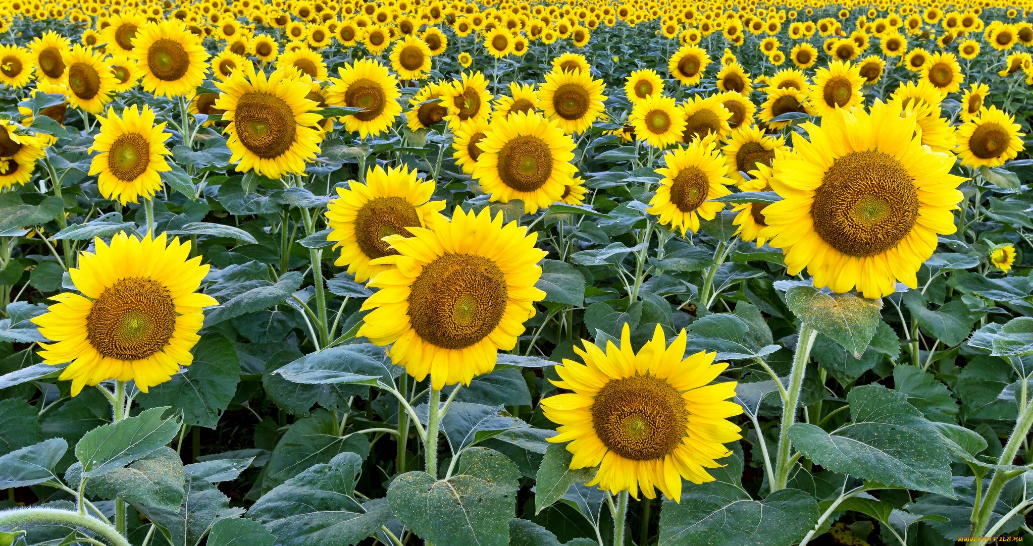 цветы, подсолнухи, поле