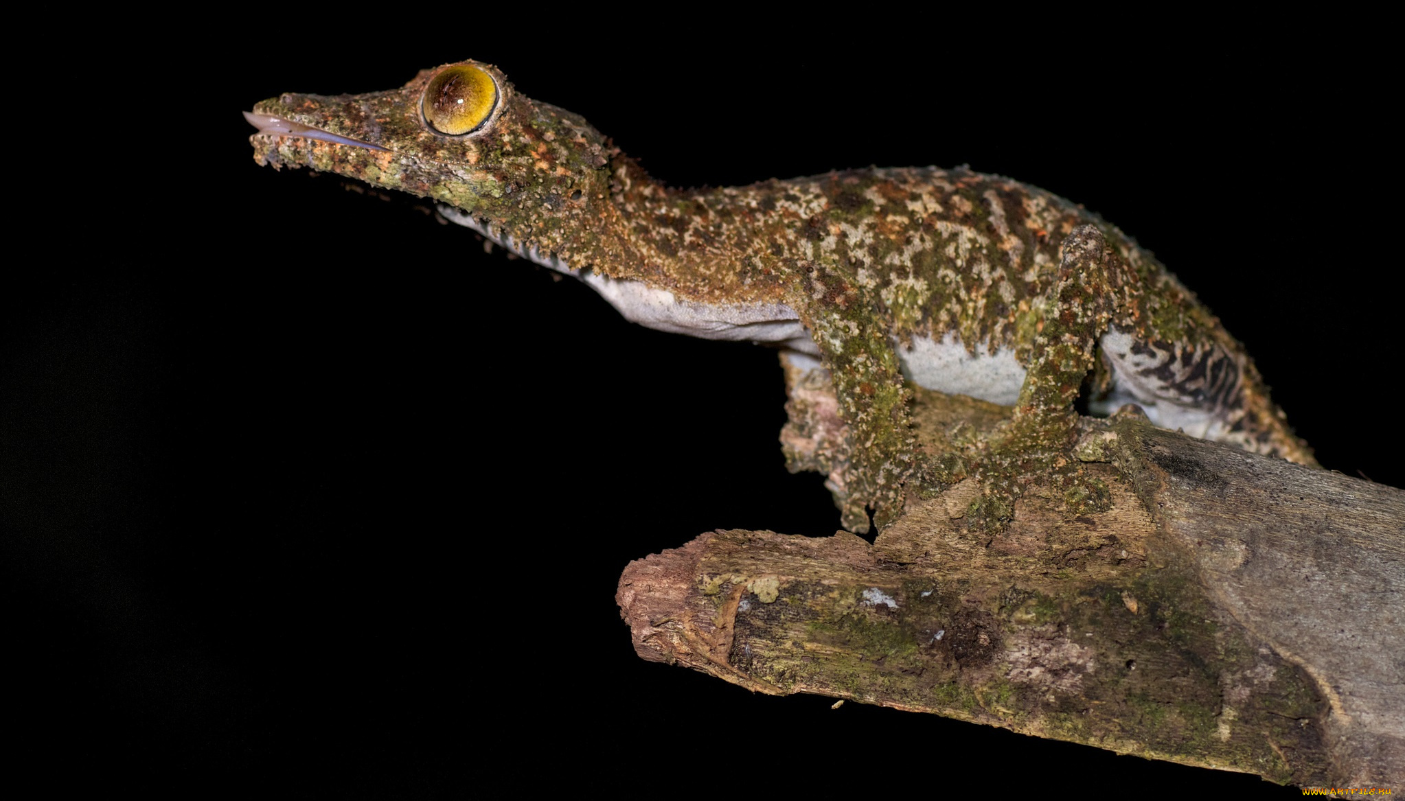 животные, крокодилы, сучок, крокодильчик