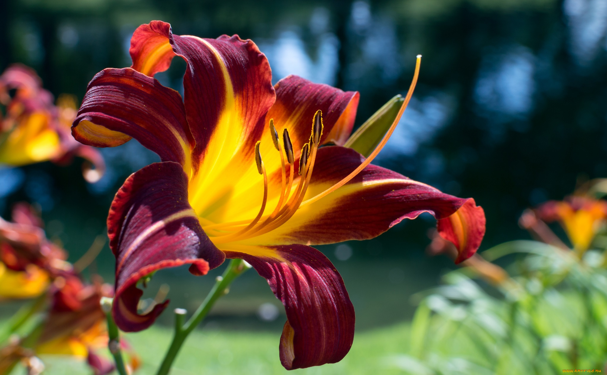 цветы, лилии, лилейники, тычинки, лепестки, цветок