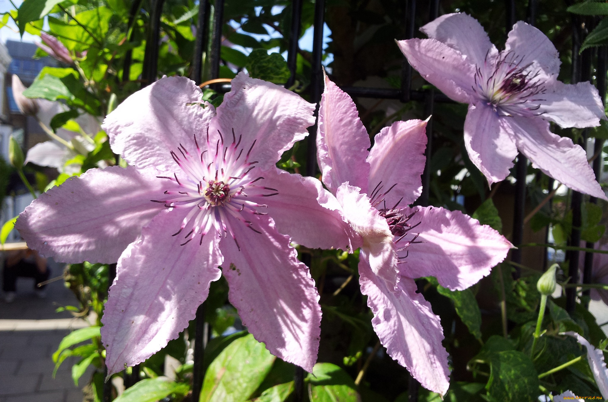 цветы, клематис, ломонос, лепестки