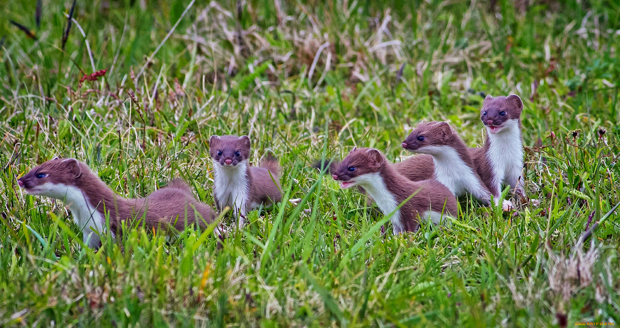 животные, хорьки, ласки, соболи, горностаи, куницы, трава, луг, выводок