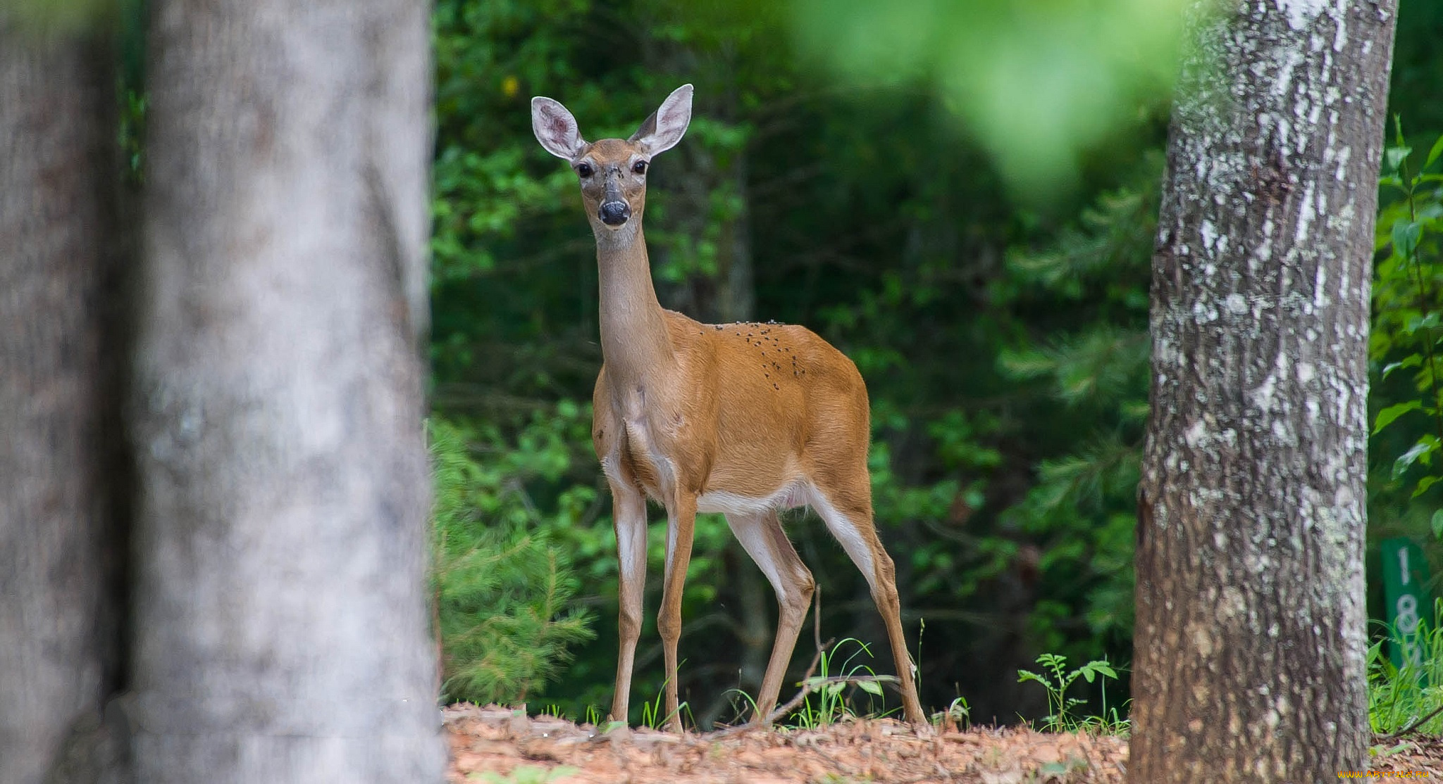 животные, олени, поляна, олениха, лес