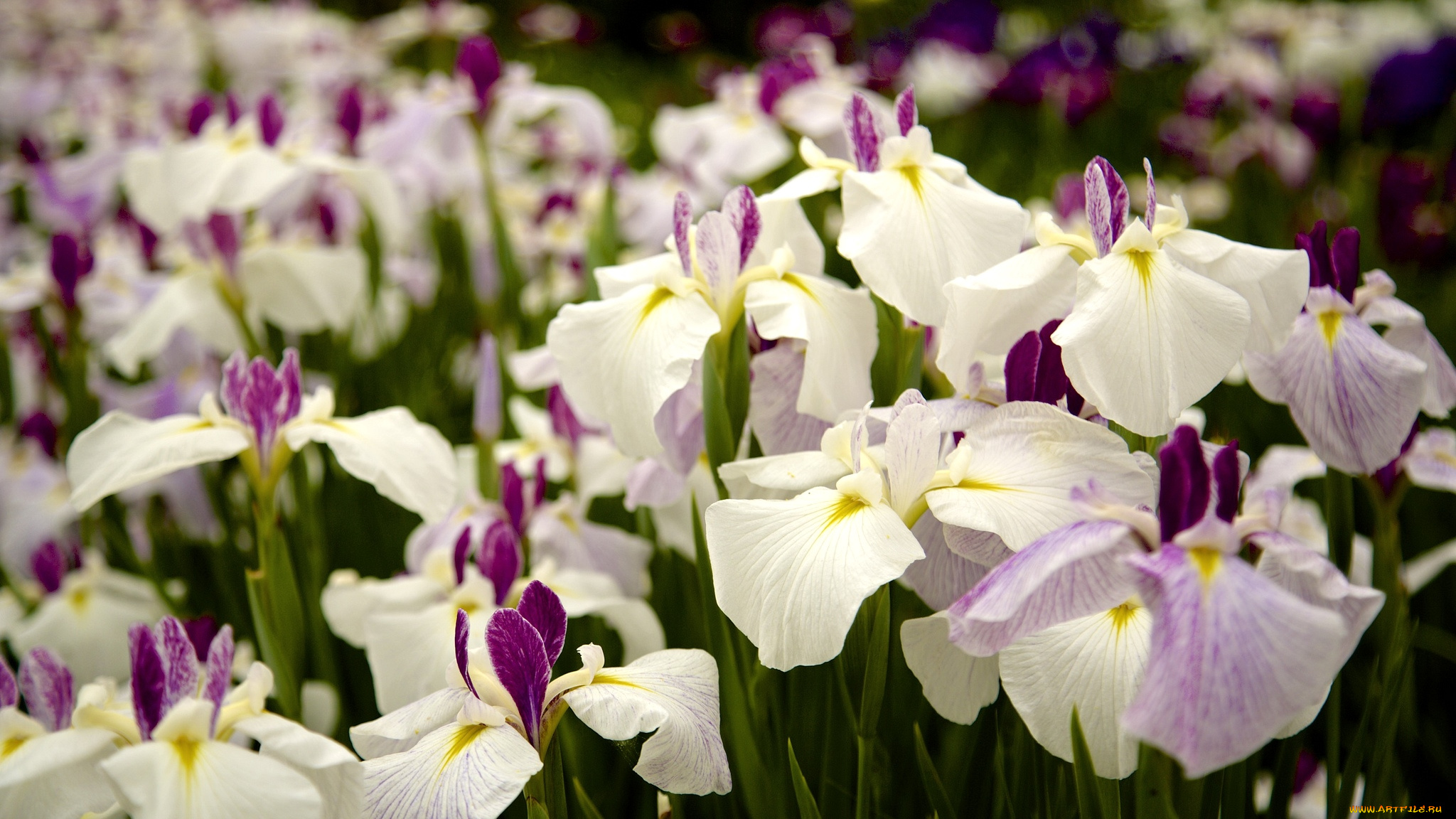 цветы, ирисы, японские, касатики