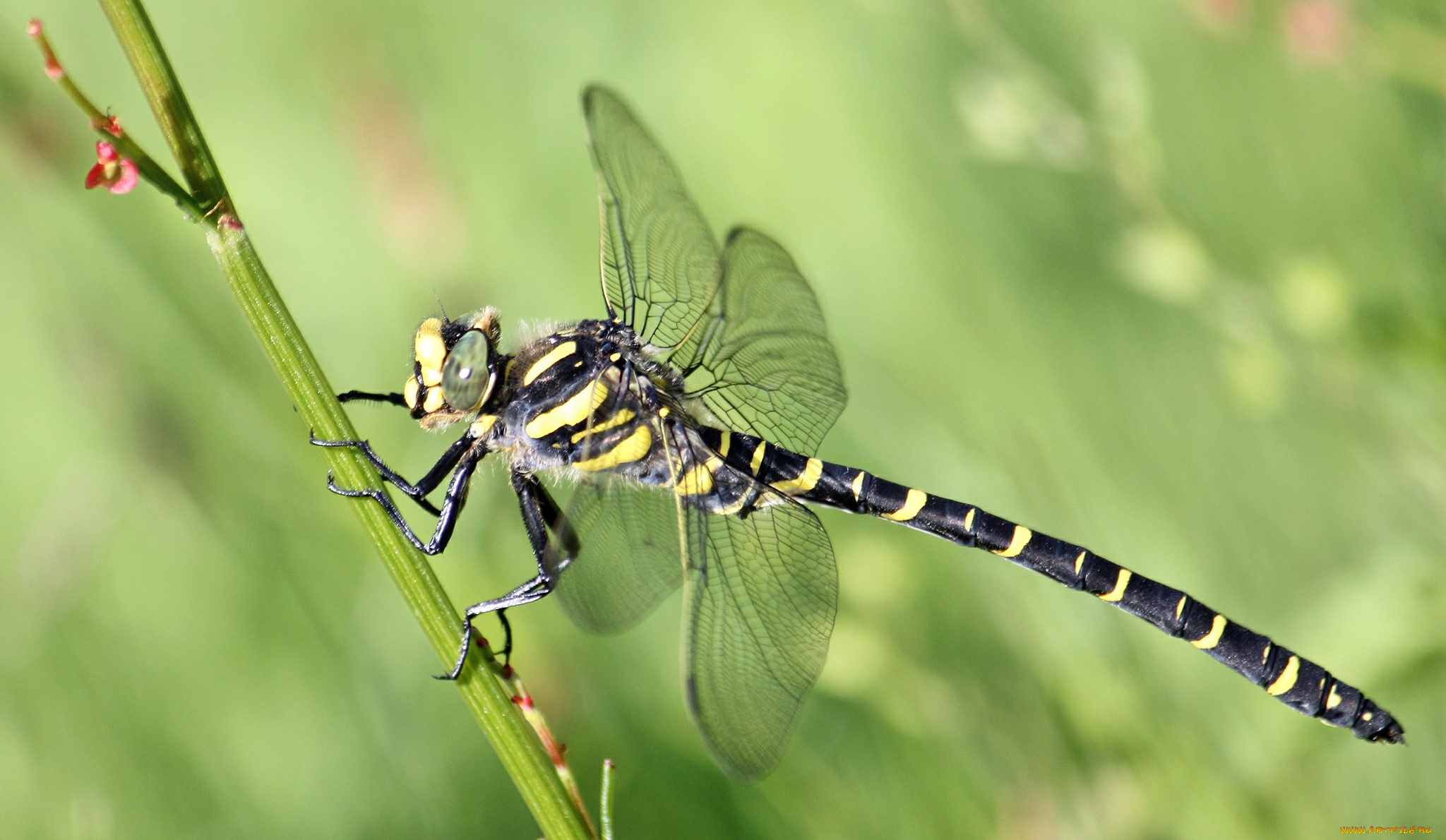 животные, стрекозы, стрекоза, травинка