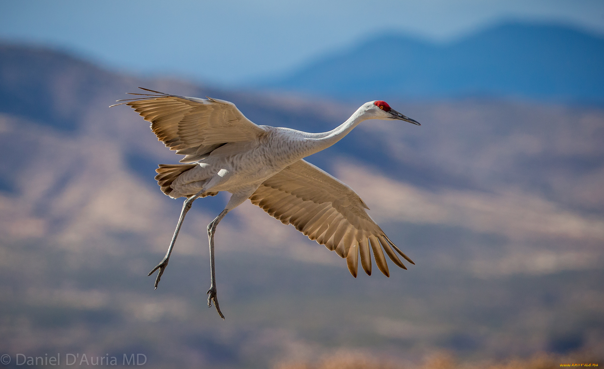 животные, журавли, полет