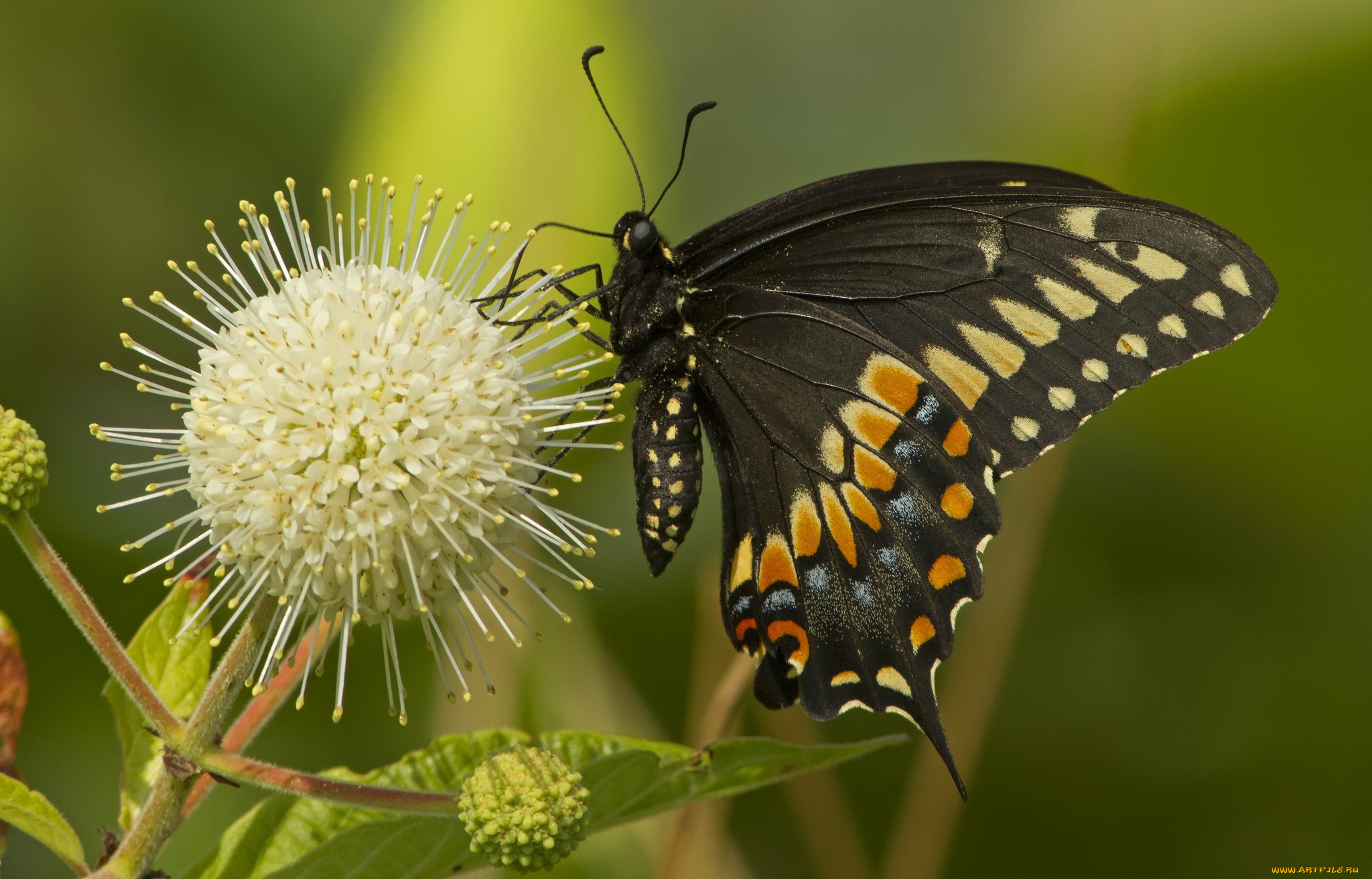 животные, бабочки, бабочка, цветок